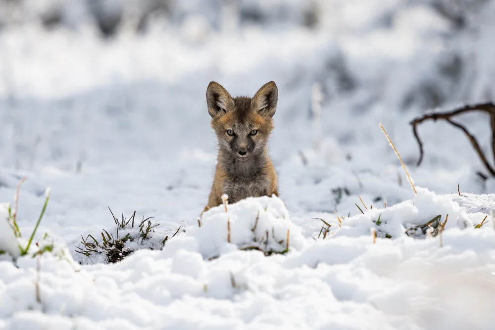 Wildlife — David Cudd Photography