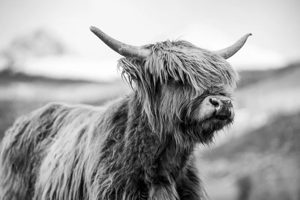 Wildlife — David Cudd Photography