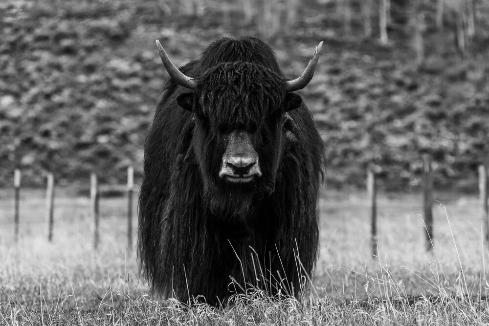 Wildlife — David Cudd Photography