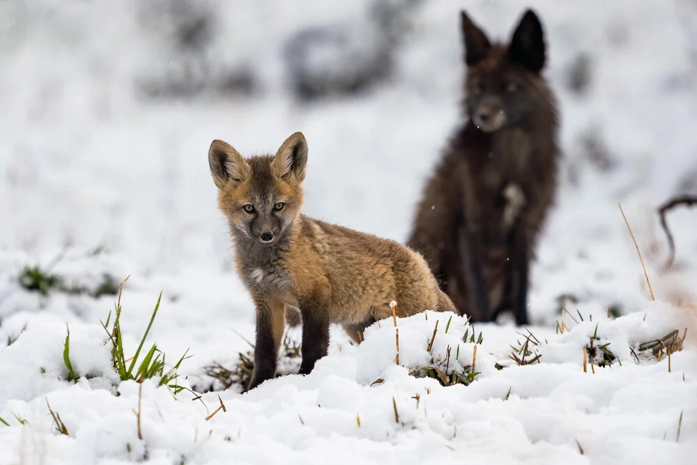Wildlife — David Cudd Photography