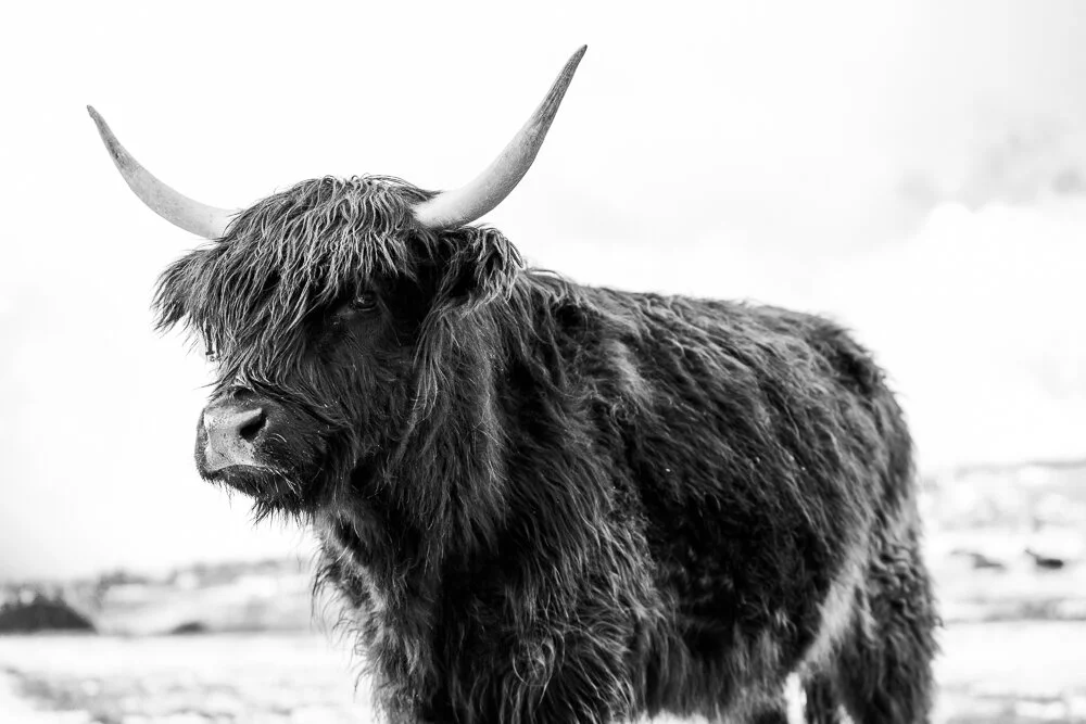Wildlife — David Cudd Photography
