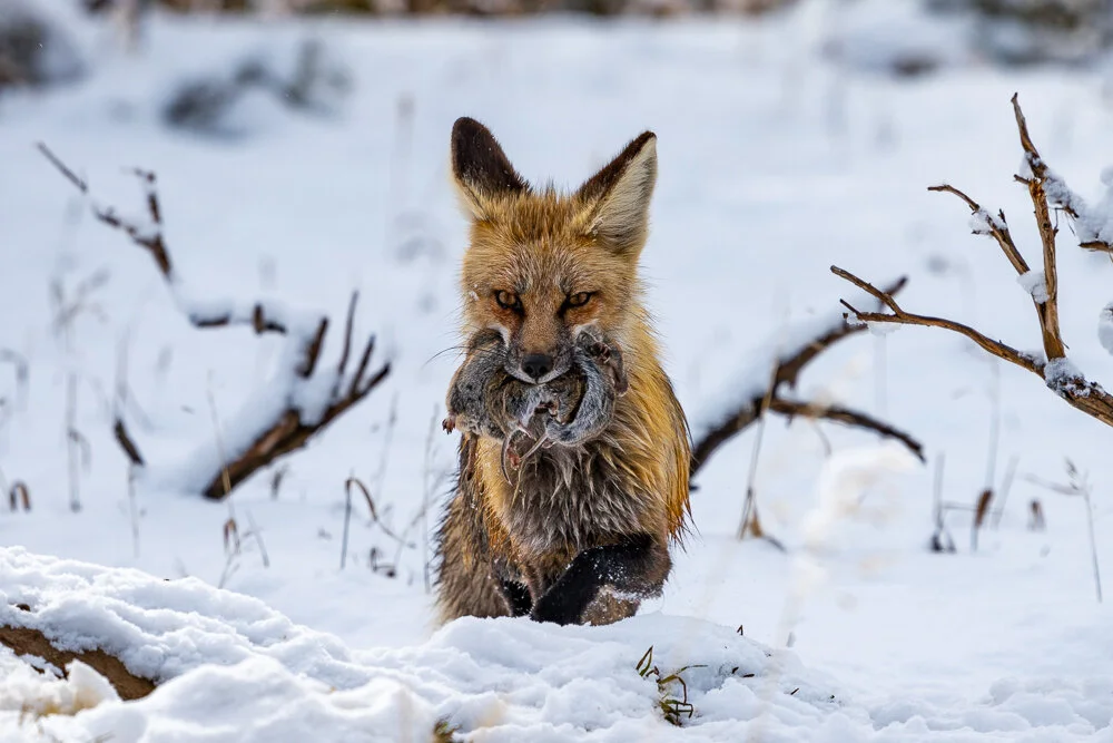 Wildlife — David Cudd Photography
