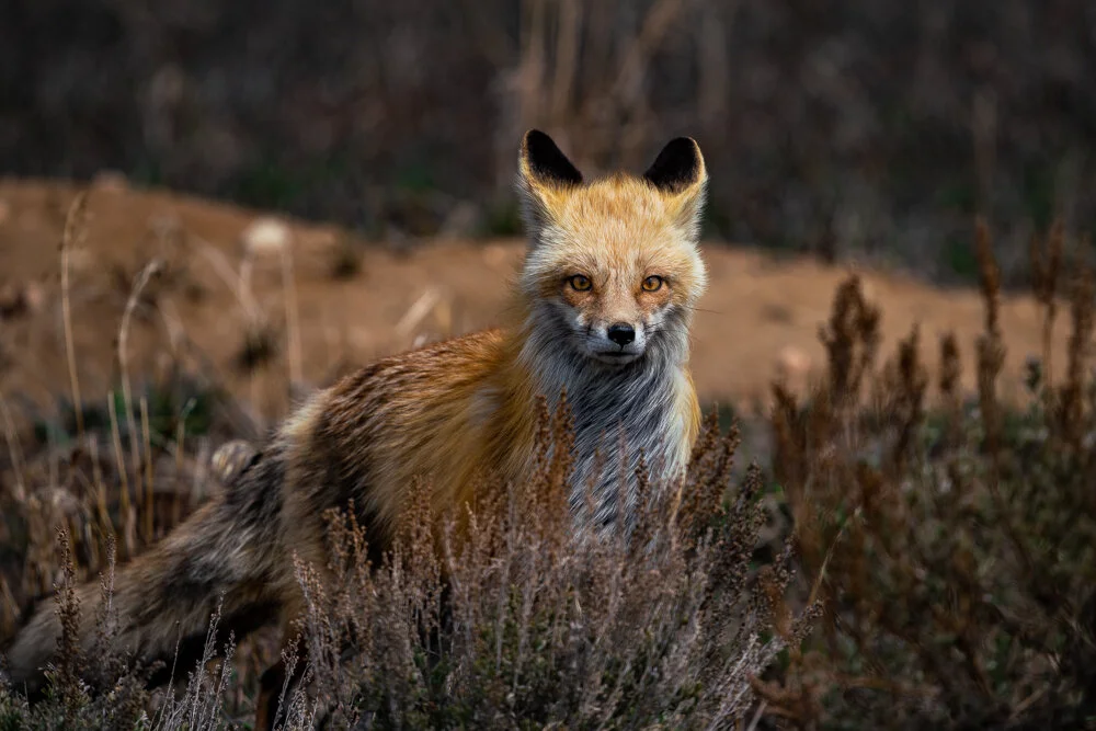 Wildlife — David Cudd Photography
