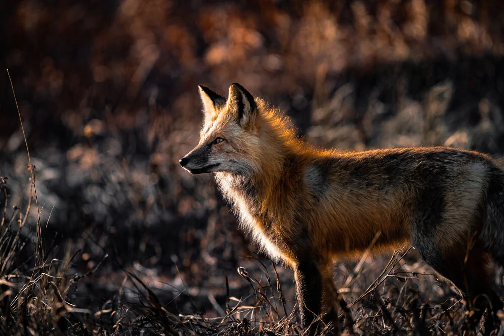 Wildlife — David Cudd Photography