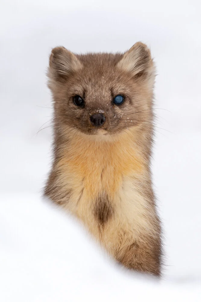 Wildlife — David Cudd Photography