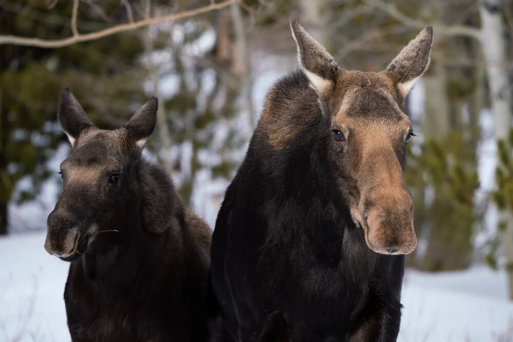 Wildlife — David Cudd Photography