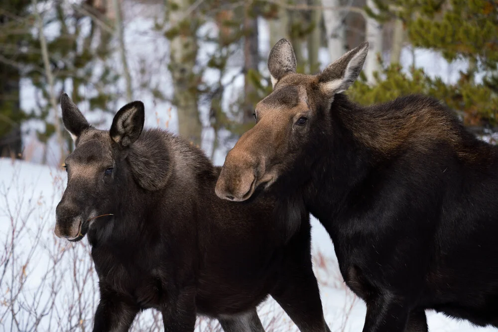 Wildlife — David Cudd Photography