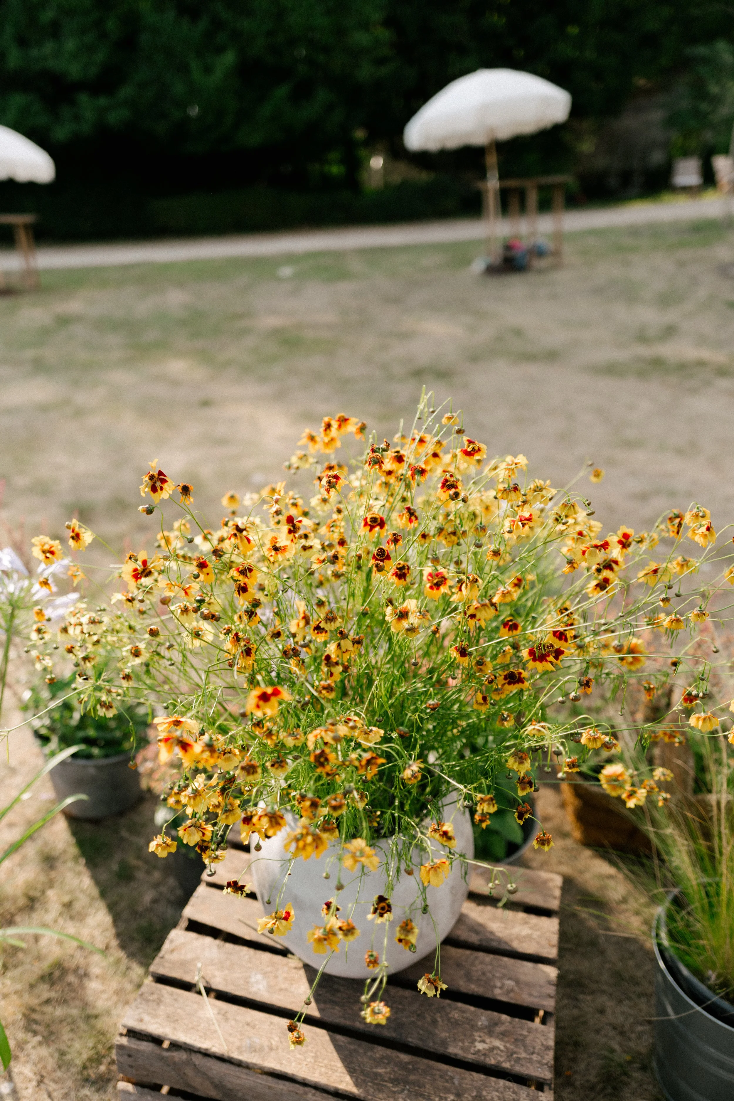 The Shannons Photography - Ellie & Ben-555.jpg