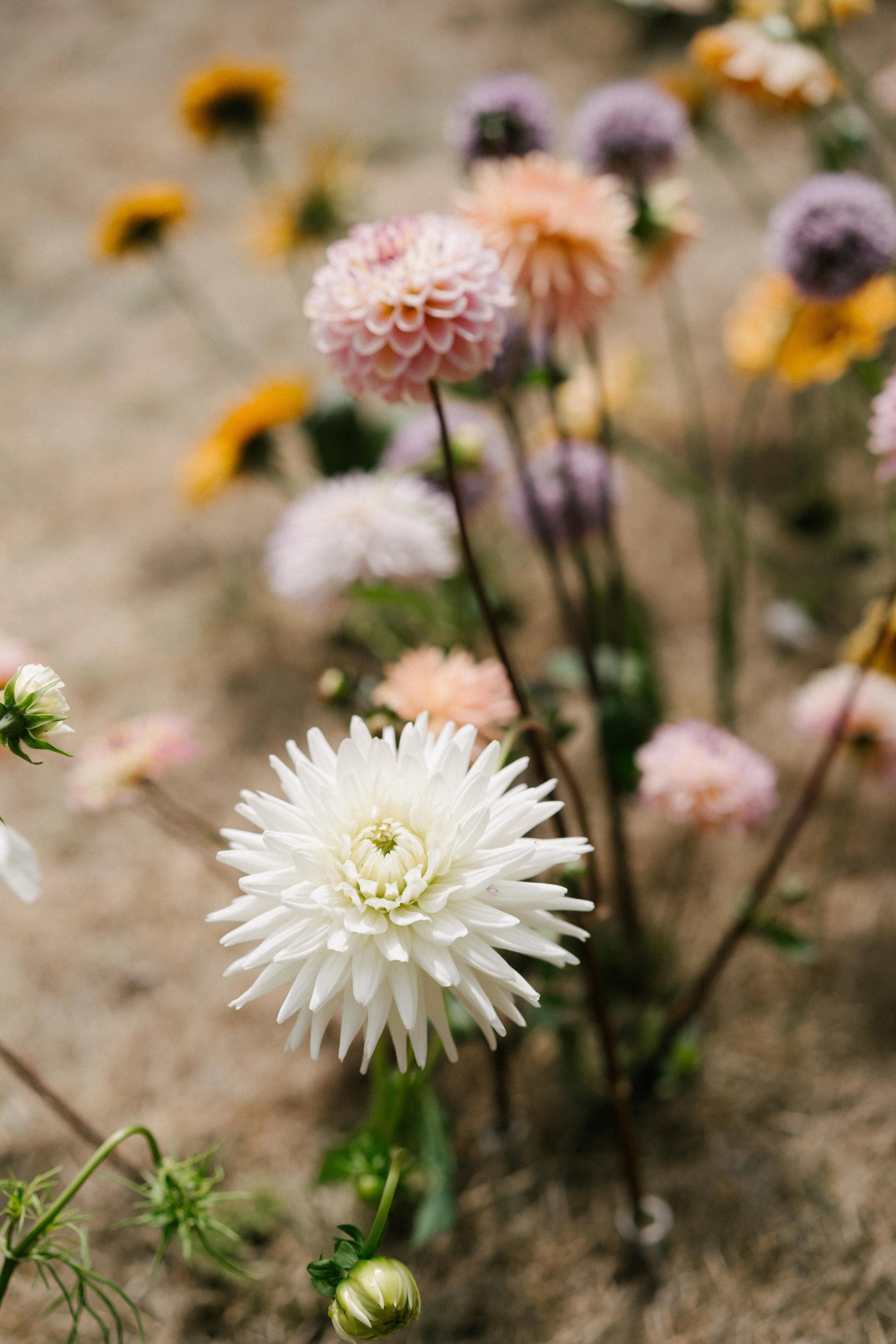 The Shannons Photography - Ellie & Ben-115.jpg