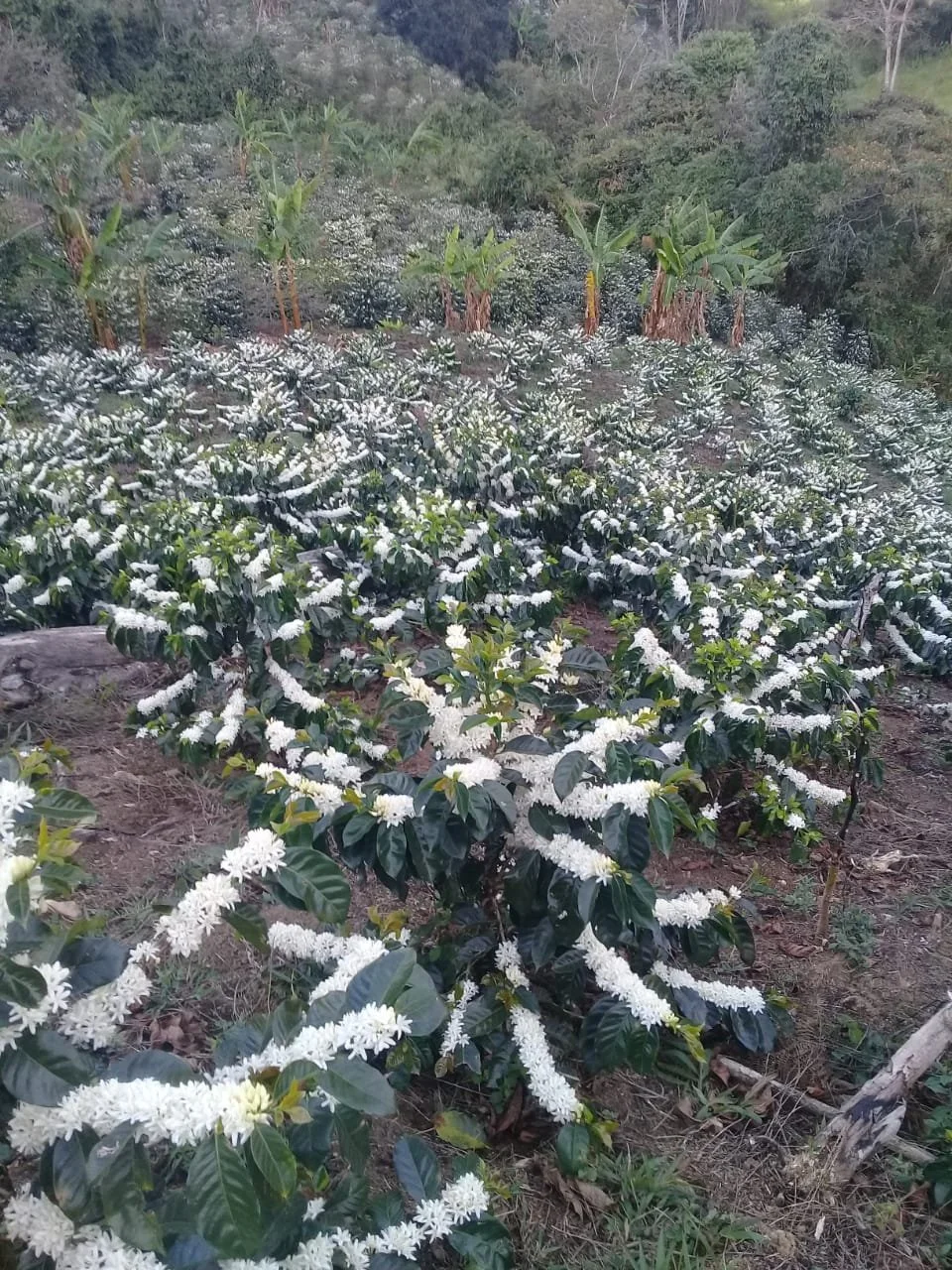 Finca Los Rosales - José Wilson Garzón - Tolima_1.jpeg