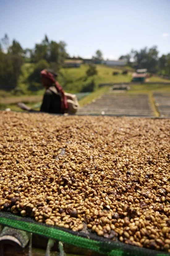 Cafe_Imports_Ethiopia_Qonqana18-2024-12-17-230224.jpg