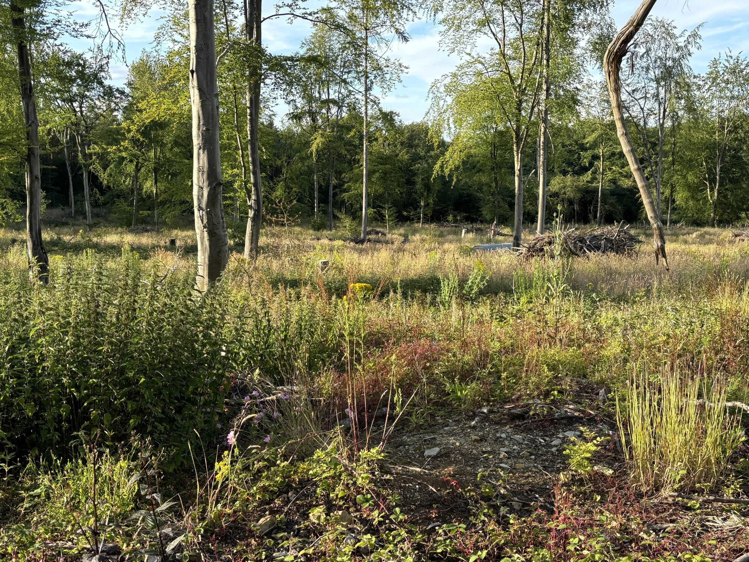 carbon market rewilding.JPG