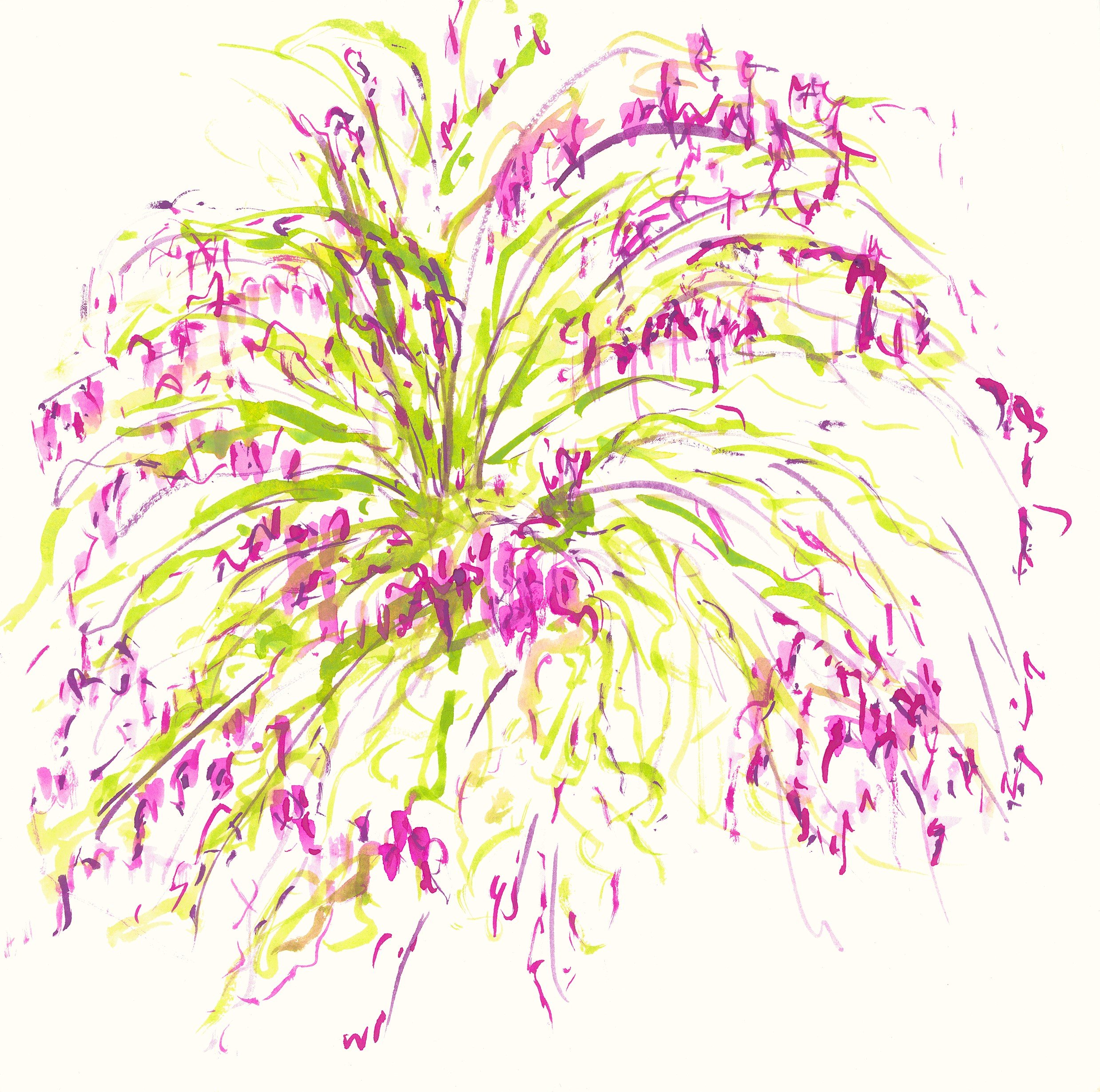 <b>Fushia</b>#Watercolour on paper | 30x30cm I 2024