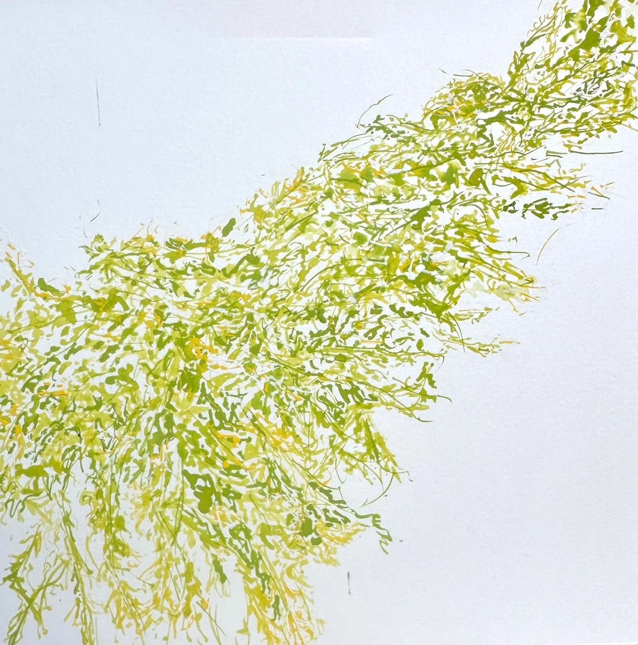 <b>Honeysuckle</b>#Watercolour on paper | 20x20cm I 2025