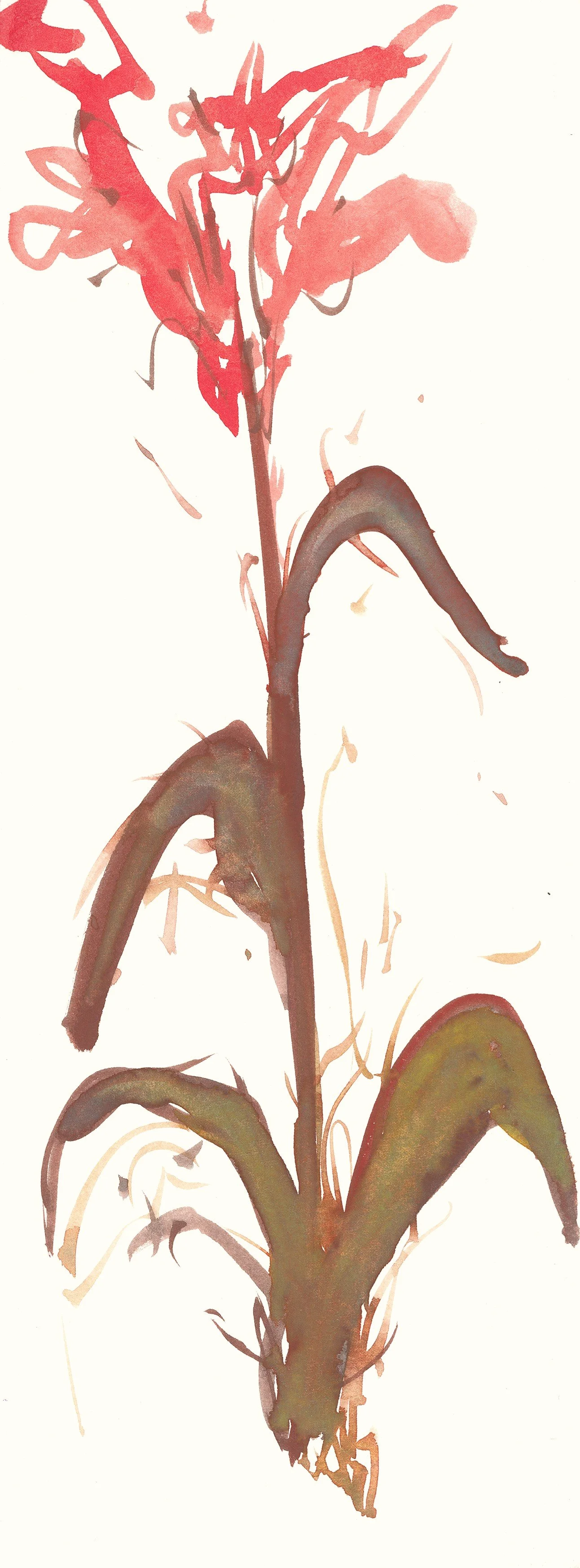 Canna (long) 2 300 vbal.jpeg