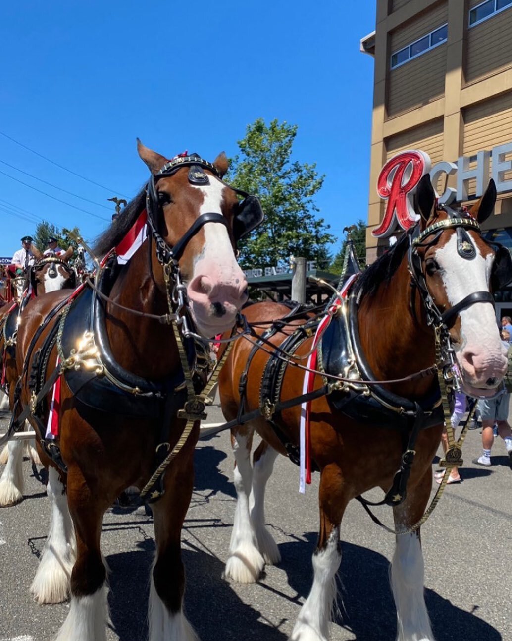 A huge thank you to @anheuserbusch and @tacomarainiers for hosting the Budweiser Clydesdales 🐴🍻 hopefully you were able to catch them Cheney Stadium!