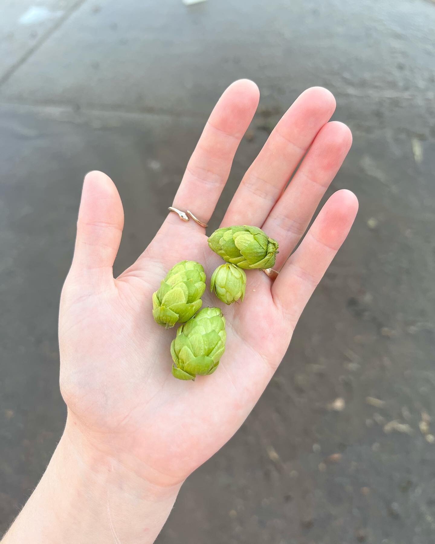 Fresh hops + baby snake in bronze 🐍
Secret little sale: share a picture of you in your favorite piece of mine (or share your favorite post of mine) in your stories and I&rsquo;ll send you a discount code for 25% off! Be sure to tag me so I can see i