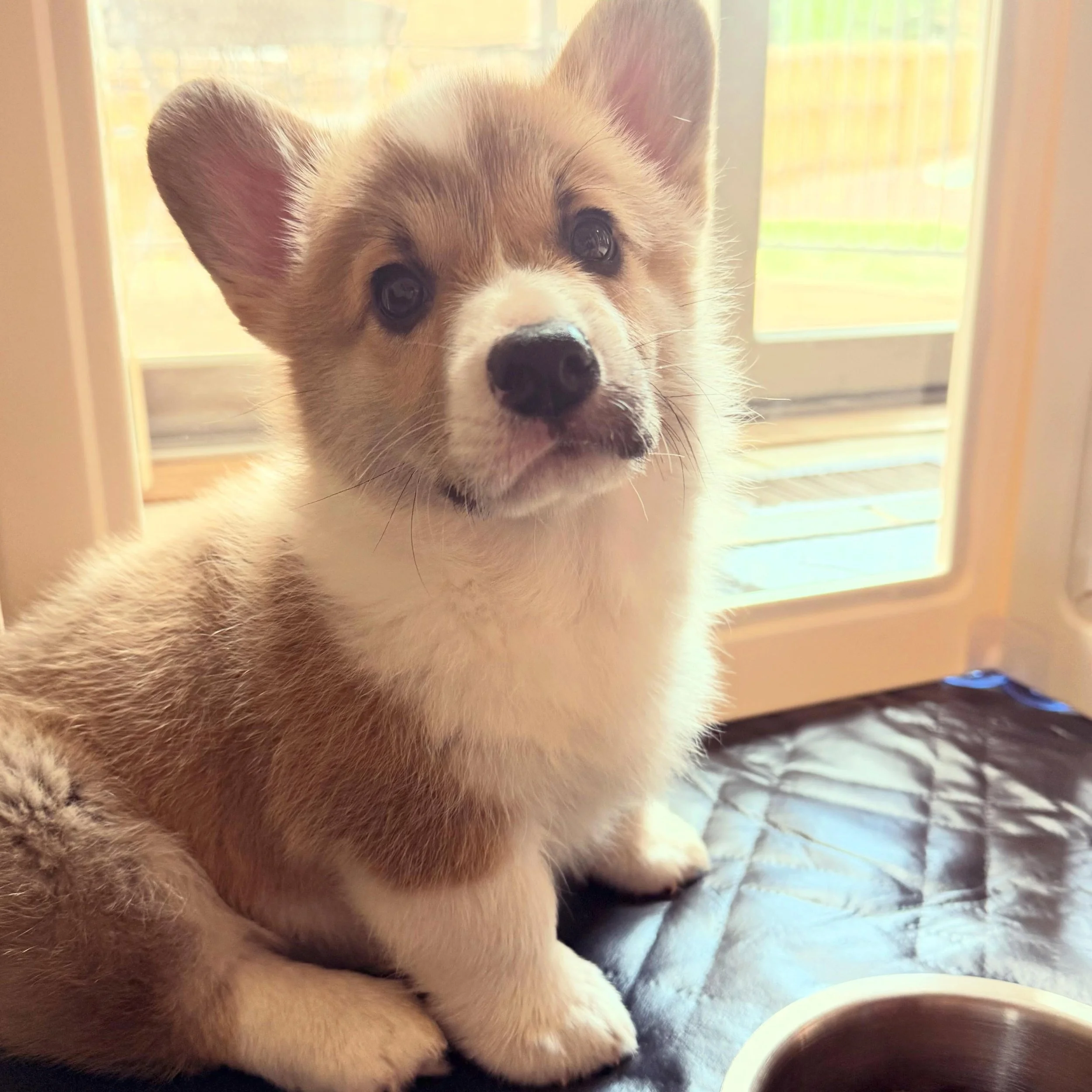 Introducing the newest Mellema&mdash;Percy!

Named after Perceval of Arthurian legend, he is already proving to be as adventurous and brave as any Knight of the Round Table. 

We six are in a permanent puddle over his adorable, fluffy little self. 😍