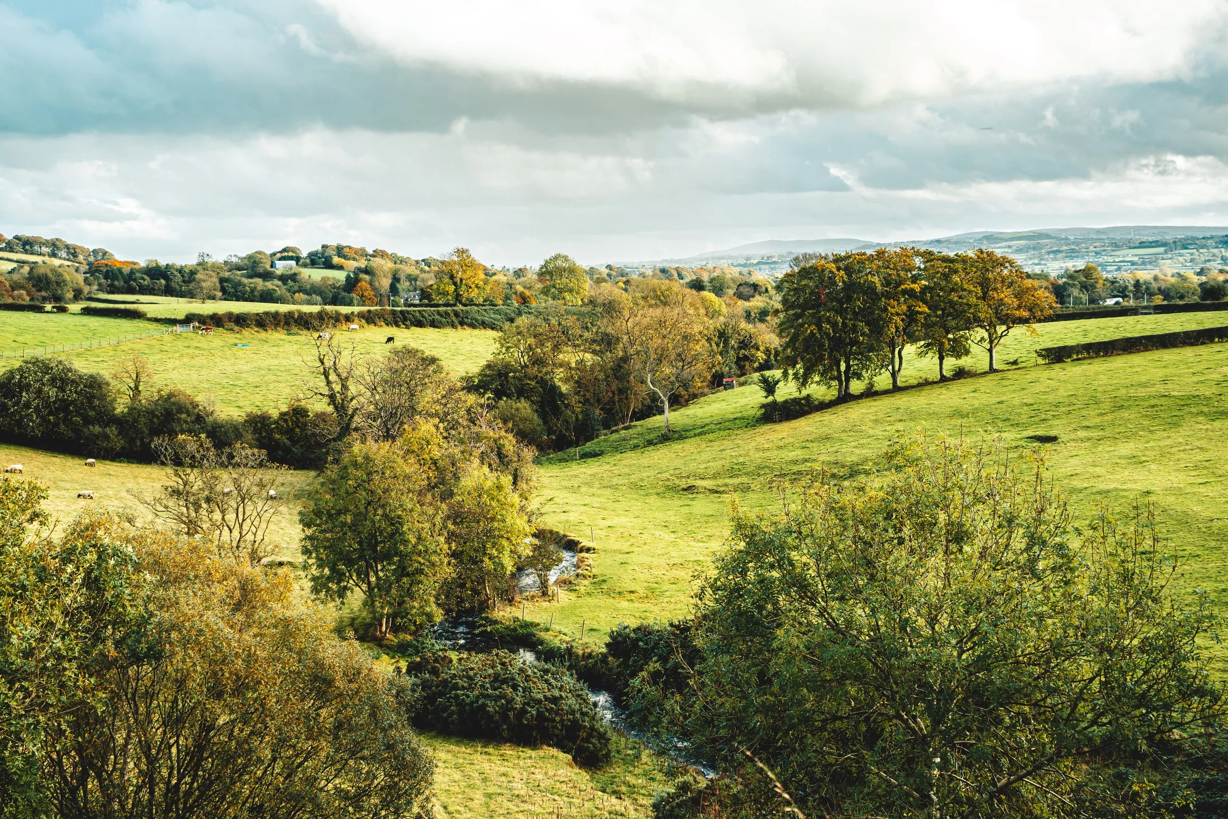 In the country.jpg