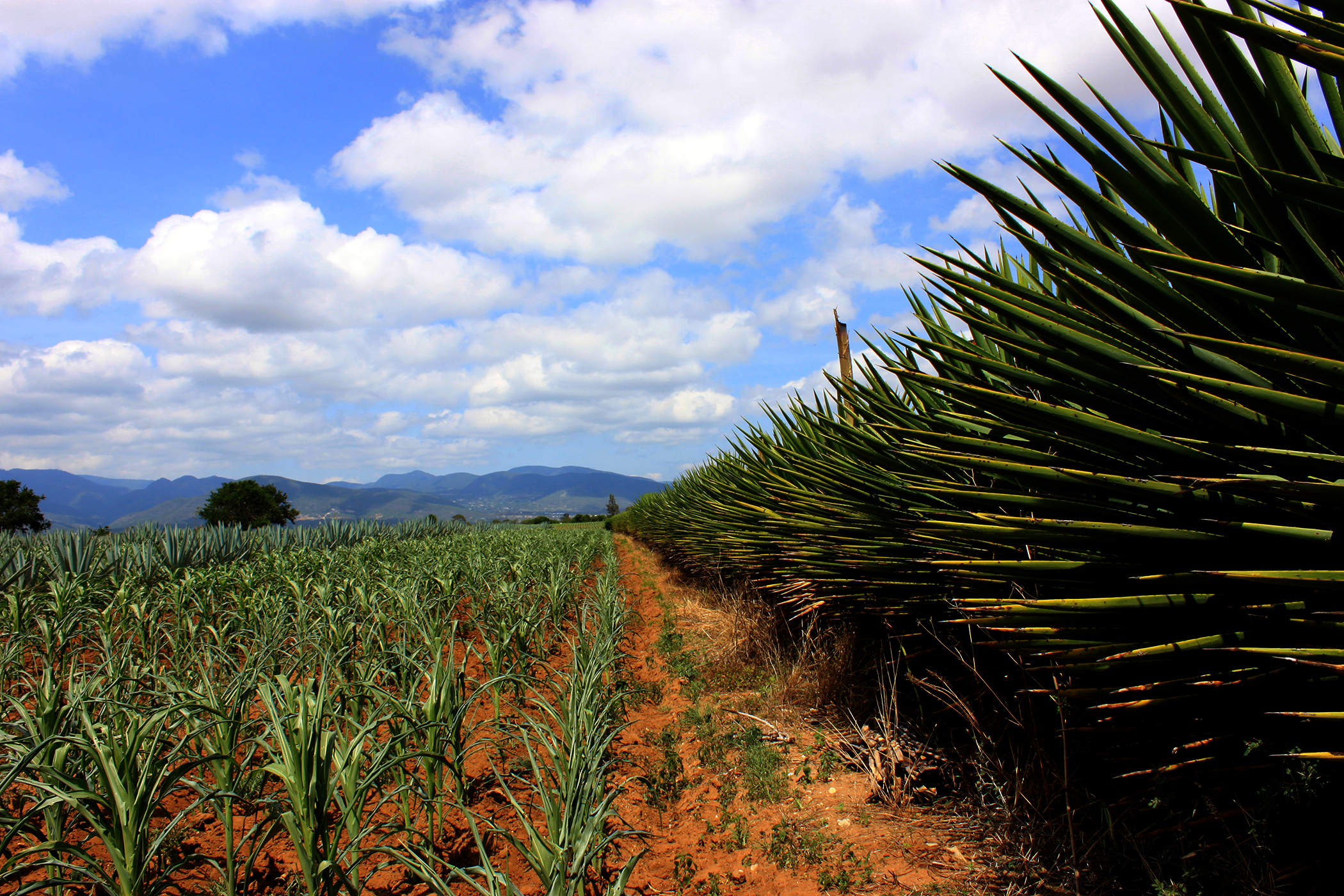 maguey-y-maiz-campo.png