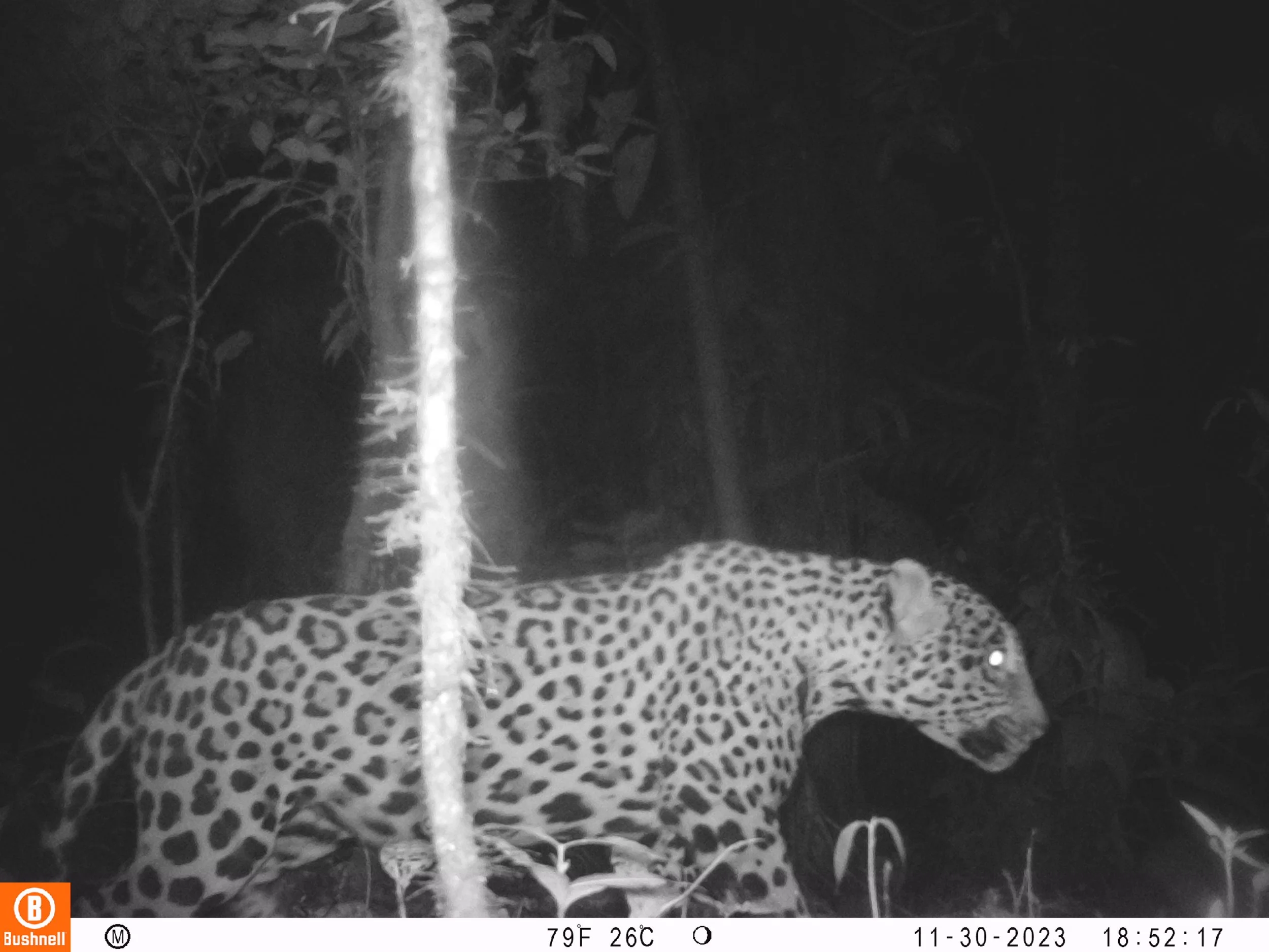 Jaguar, Canandé reserve.JPG