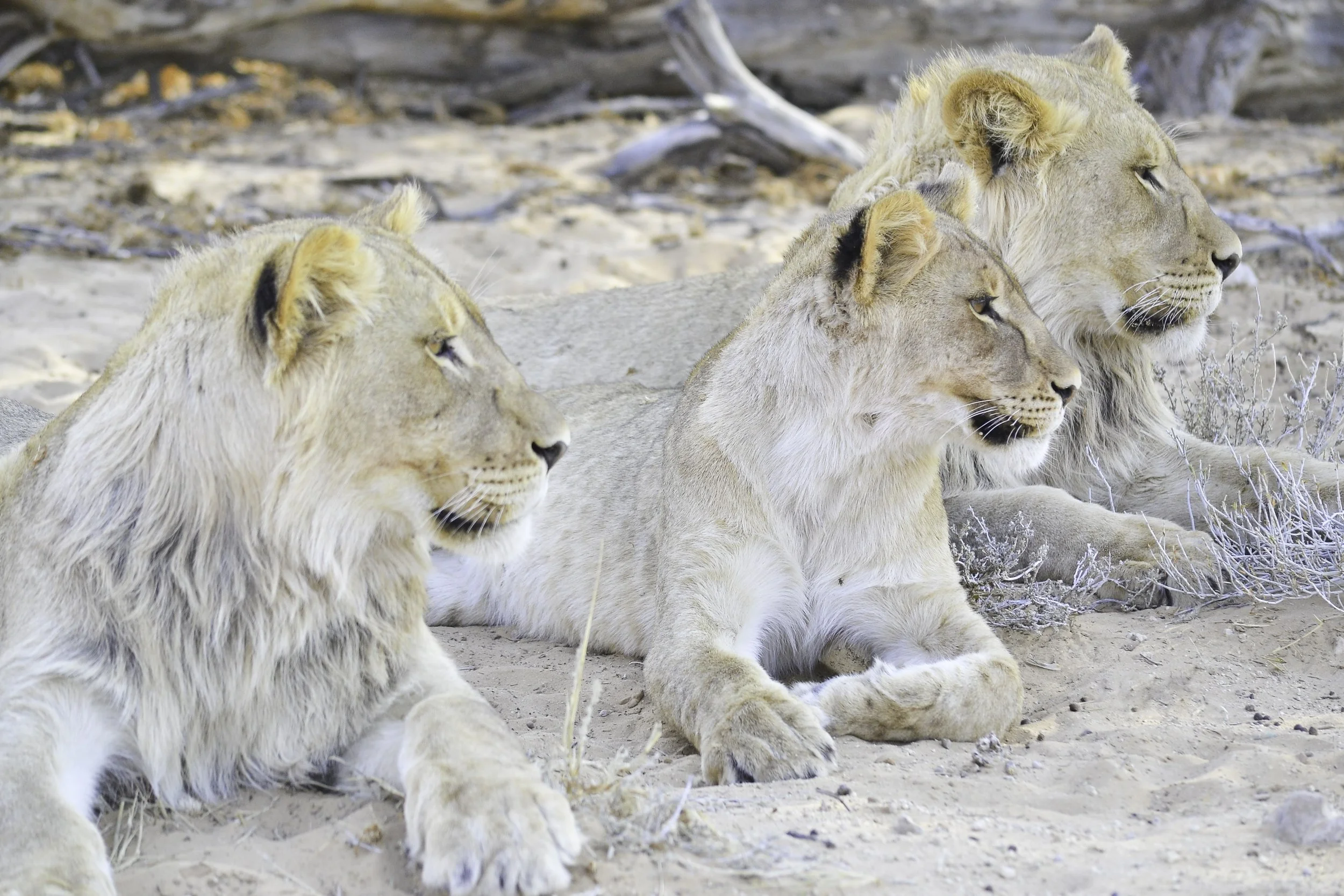 kalahari lions.jpg