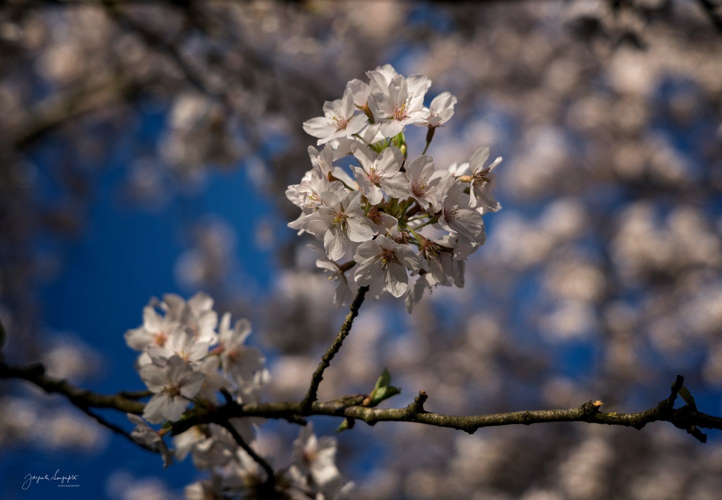 29 Best Places to Visit in the Netherlands in Spring | 29 Best Things ...