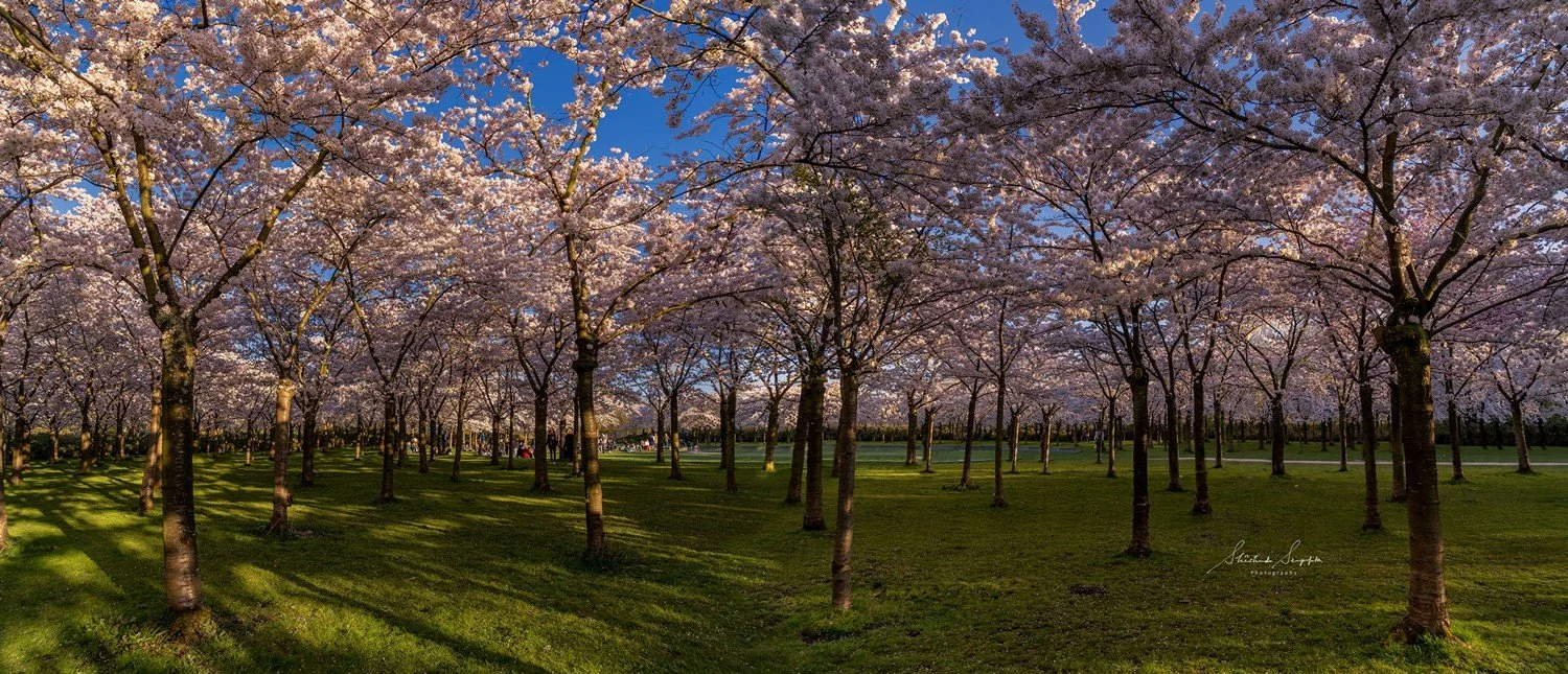 29 Best Places to Visit in the Netherlands in Spring | 29 Best Things ...