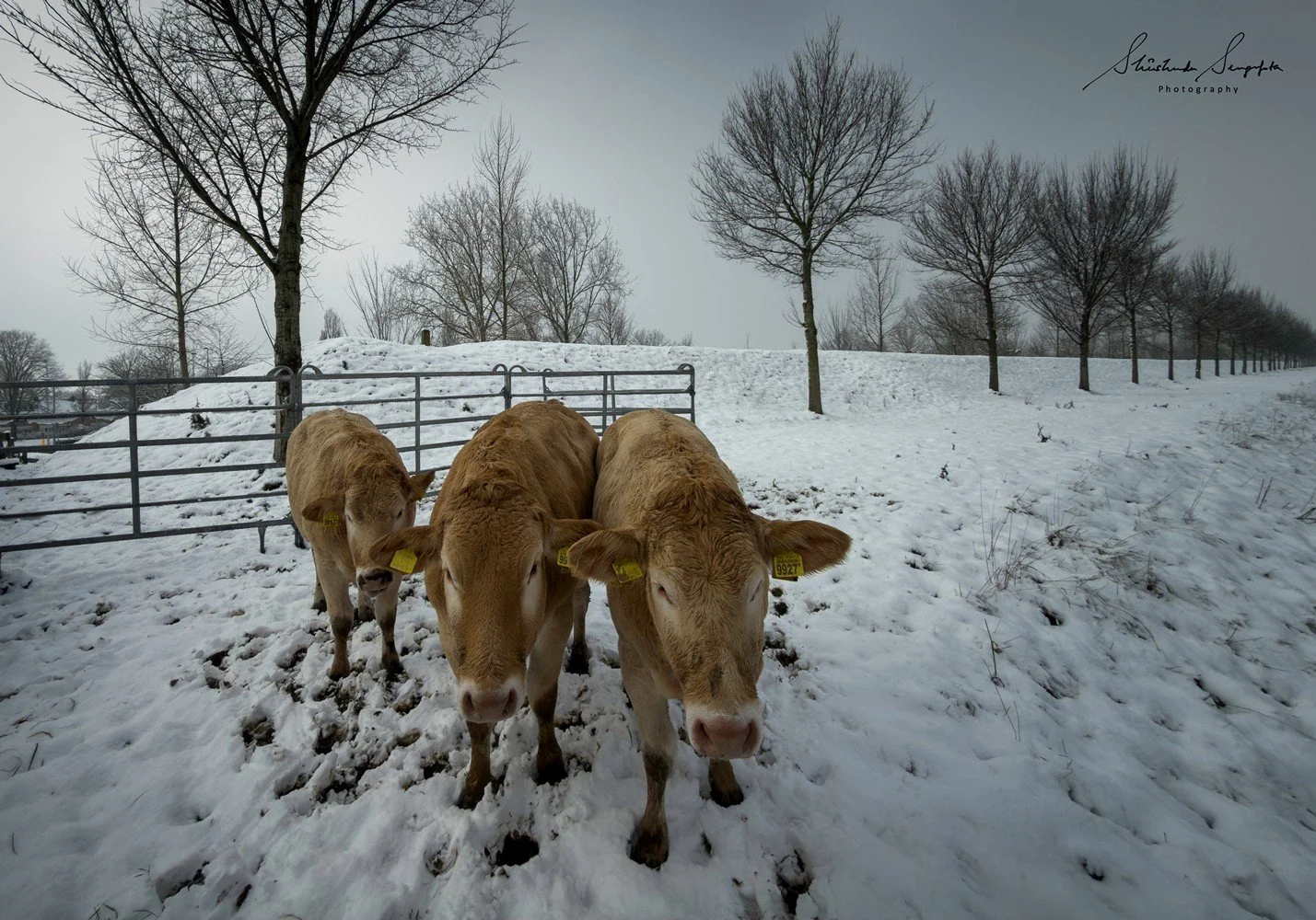 snow around village houses windmills and farms near dolmen hunebedden drenthe netherlands at sunset