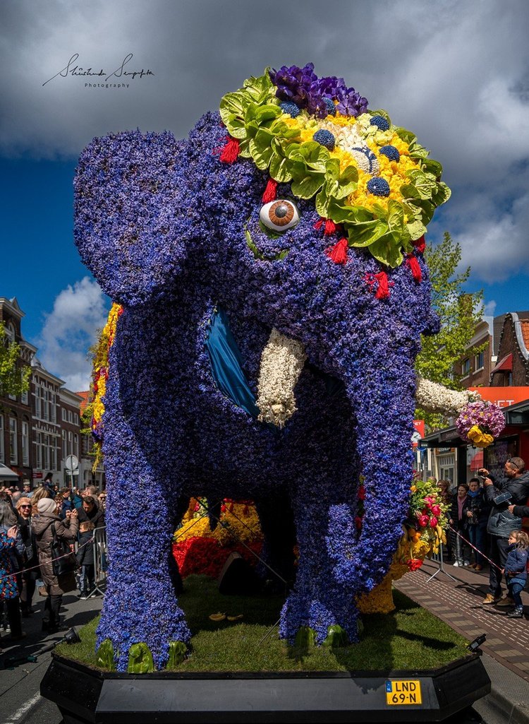 bloemencorso-bollenstreek-holland-2026-flower-parade-of-the-bulb
