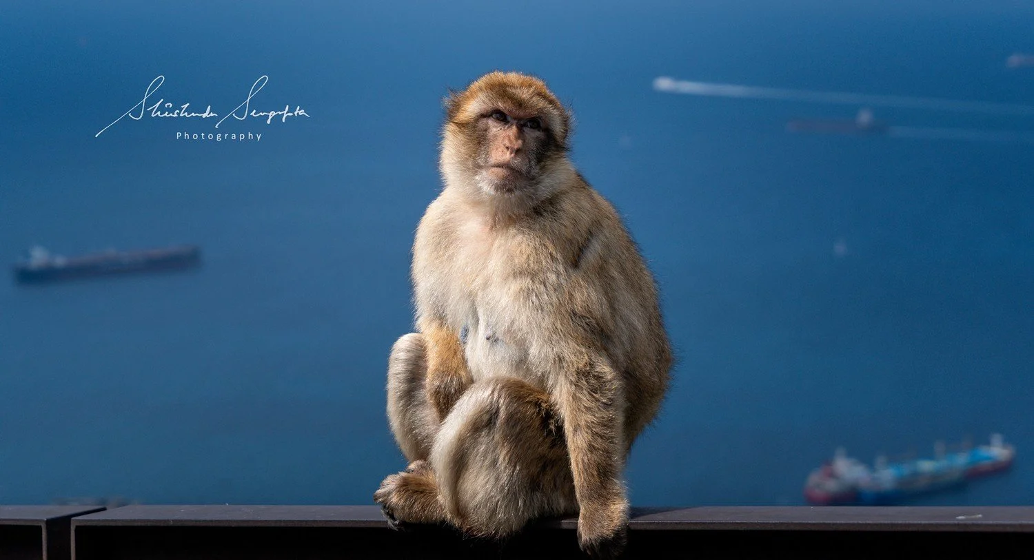 barbary macaque monkeys of gibraltar british overseas territory comprising upper rock housing  hercules pillars macaque monkeys caves tunnels and lower city colonial architecture churches lively squares bustling streets
