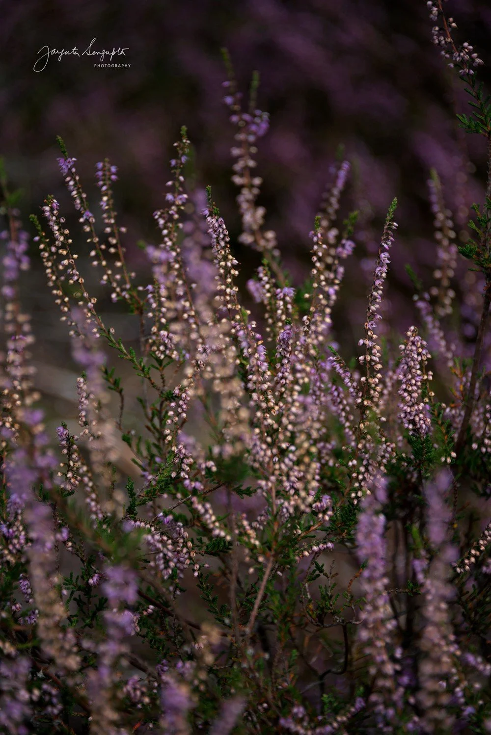 The Purple Hills of Posbank | The Heather Fields of Veluwezoom National ...