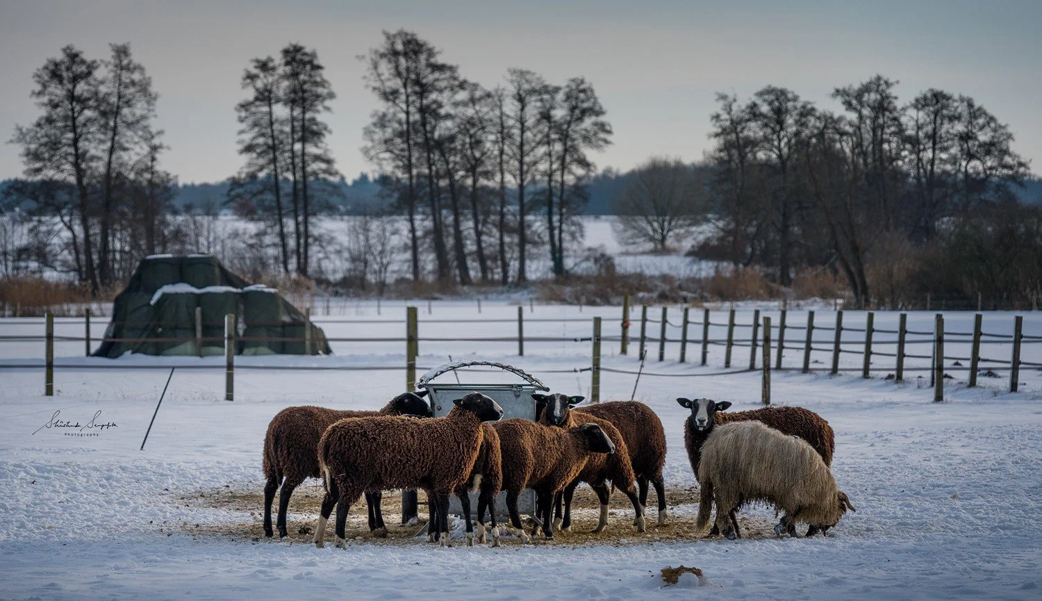 winter snow in netherlands at farm in drenthe with sheep grazing