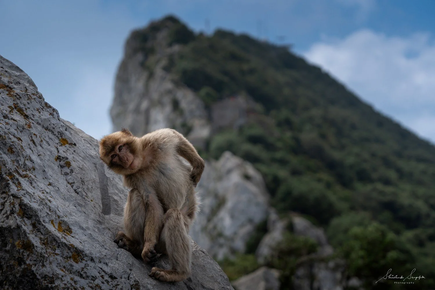 barbary macaque monkeys of gibraltar british overseas territory comprising upper rock housing  hercules pillars macaque monkeys caves tunnels and lower city colonial architecture churches lively squares bustling streets