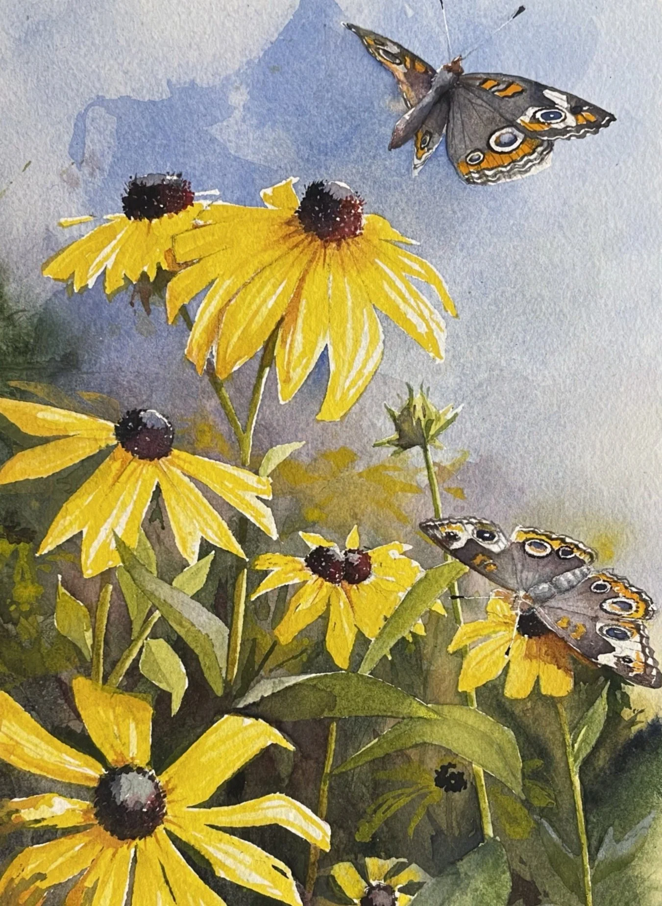 Black-Eyed Susans & Buckeye Butterflies