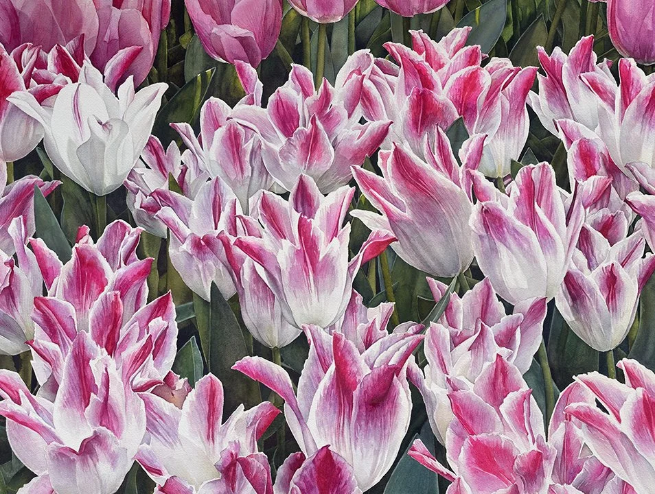 Tulipa _Whispering Dream_10x13_72dpi.jpg