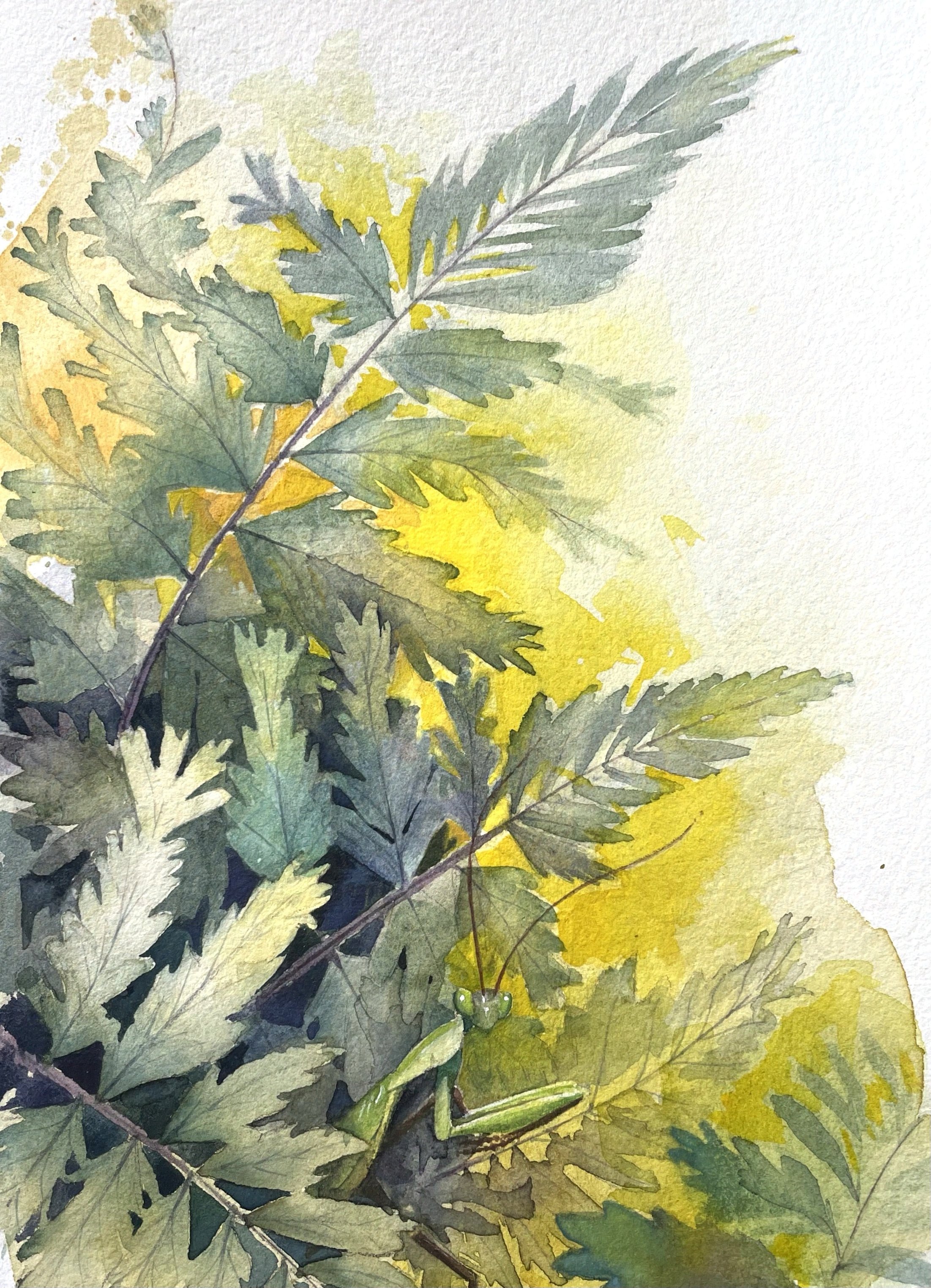 Ferns and Praying Mantis