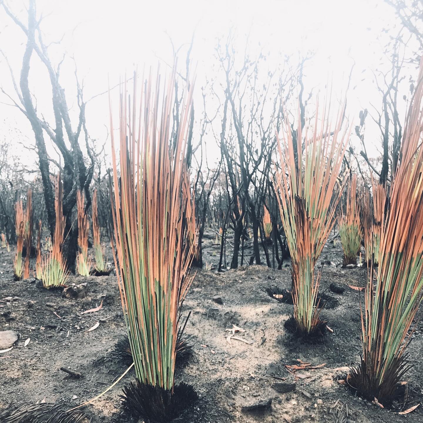 Just taking time to reflect over the past couple of days...
This image taken this time last year reminded me how unpredictable life can be... and that was before we knew what was yet to come in 2020!
But it also reminded me how we can regenerate and 