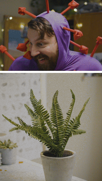 plant.gif