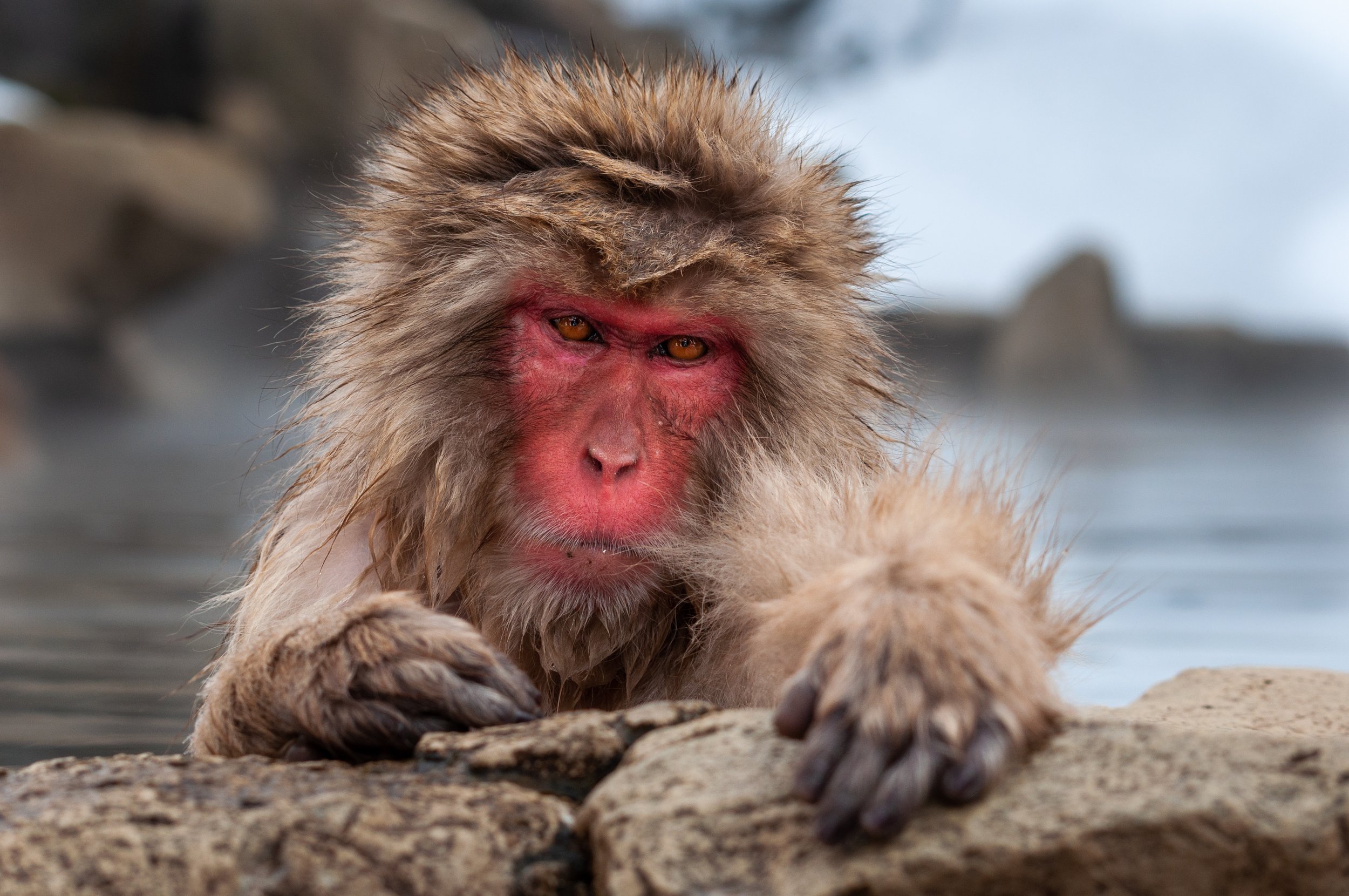 The origin of fishing behaviour: A history of primate aquatic traditions