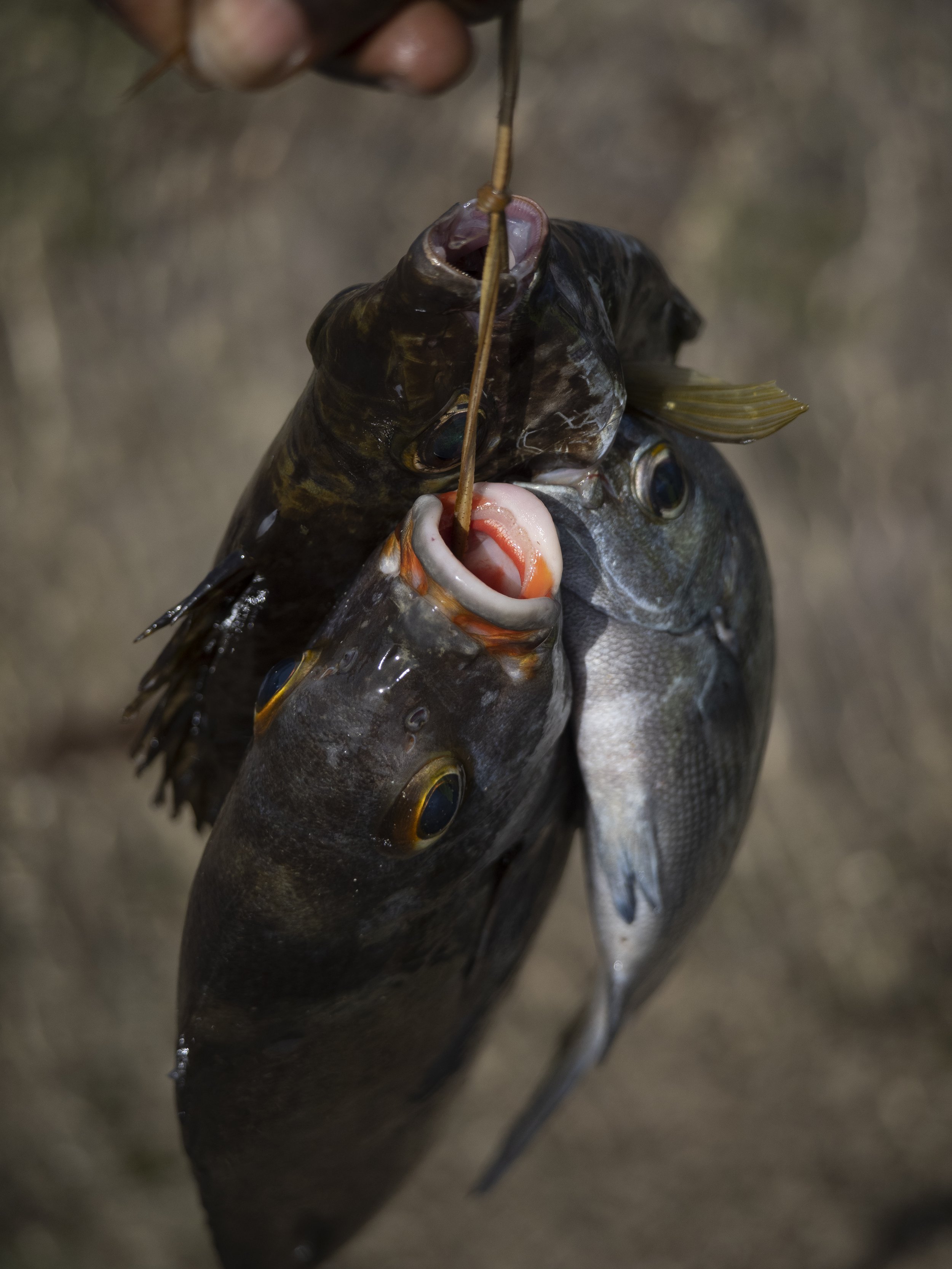 Lamu: A fishing paradise