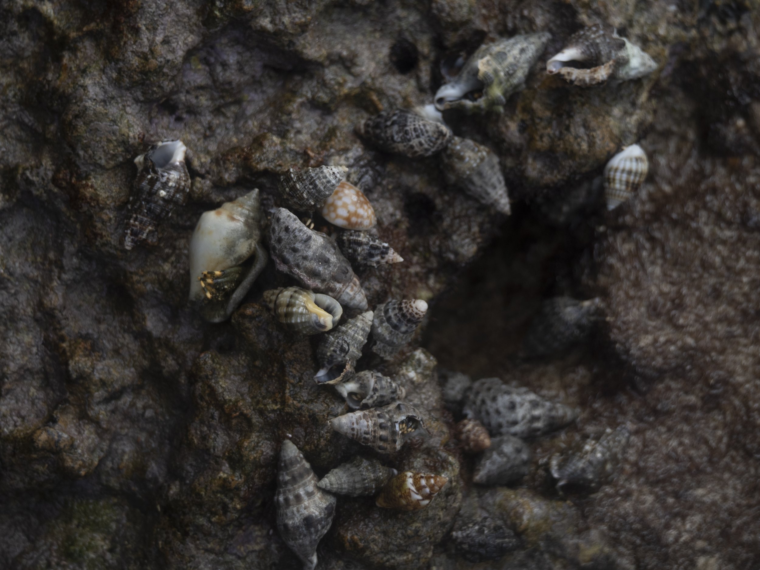 Intertidal Zone 