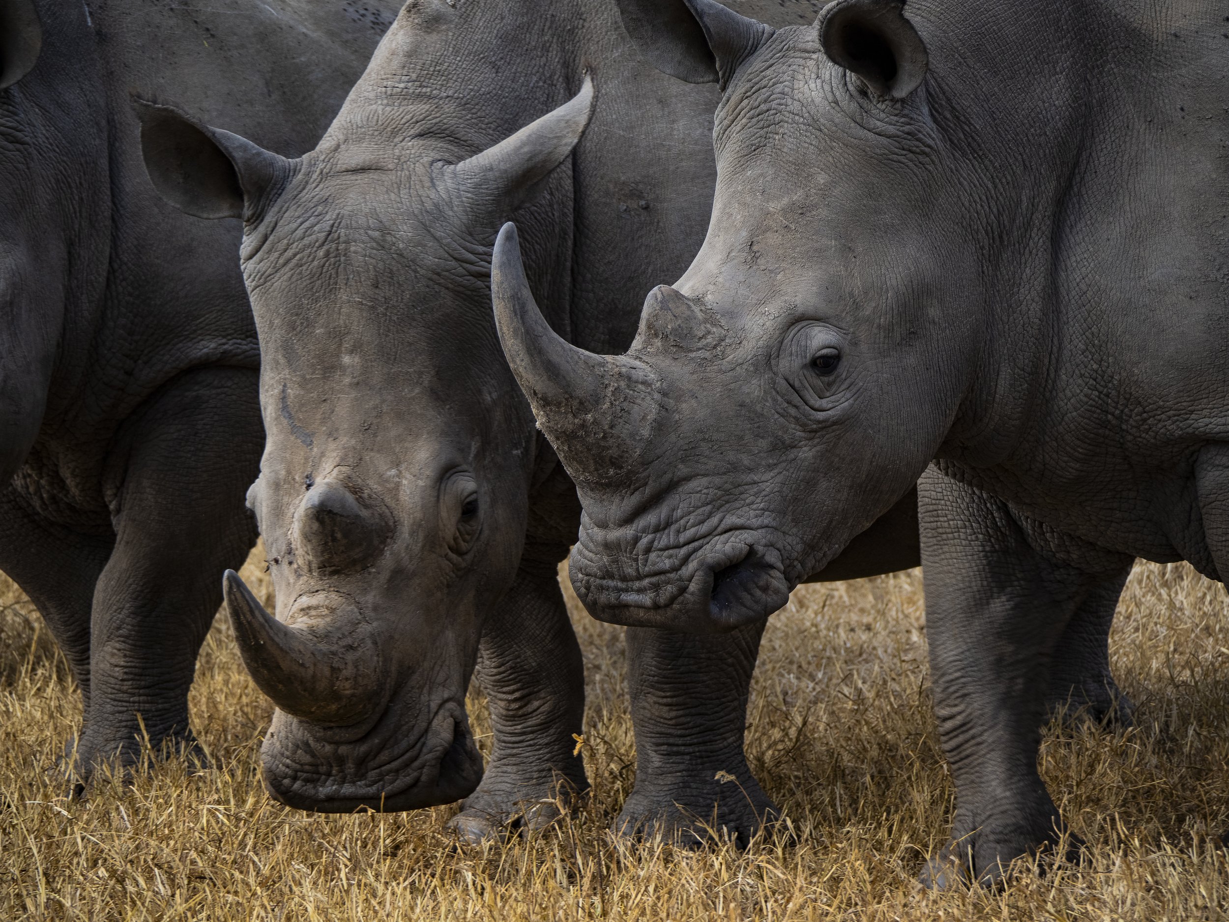 Solio’s part in Kenya’s Rhinoceros Recovery 