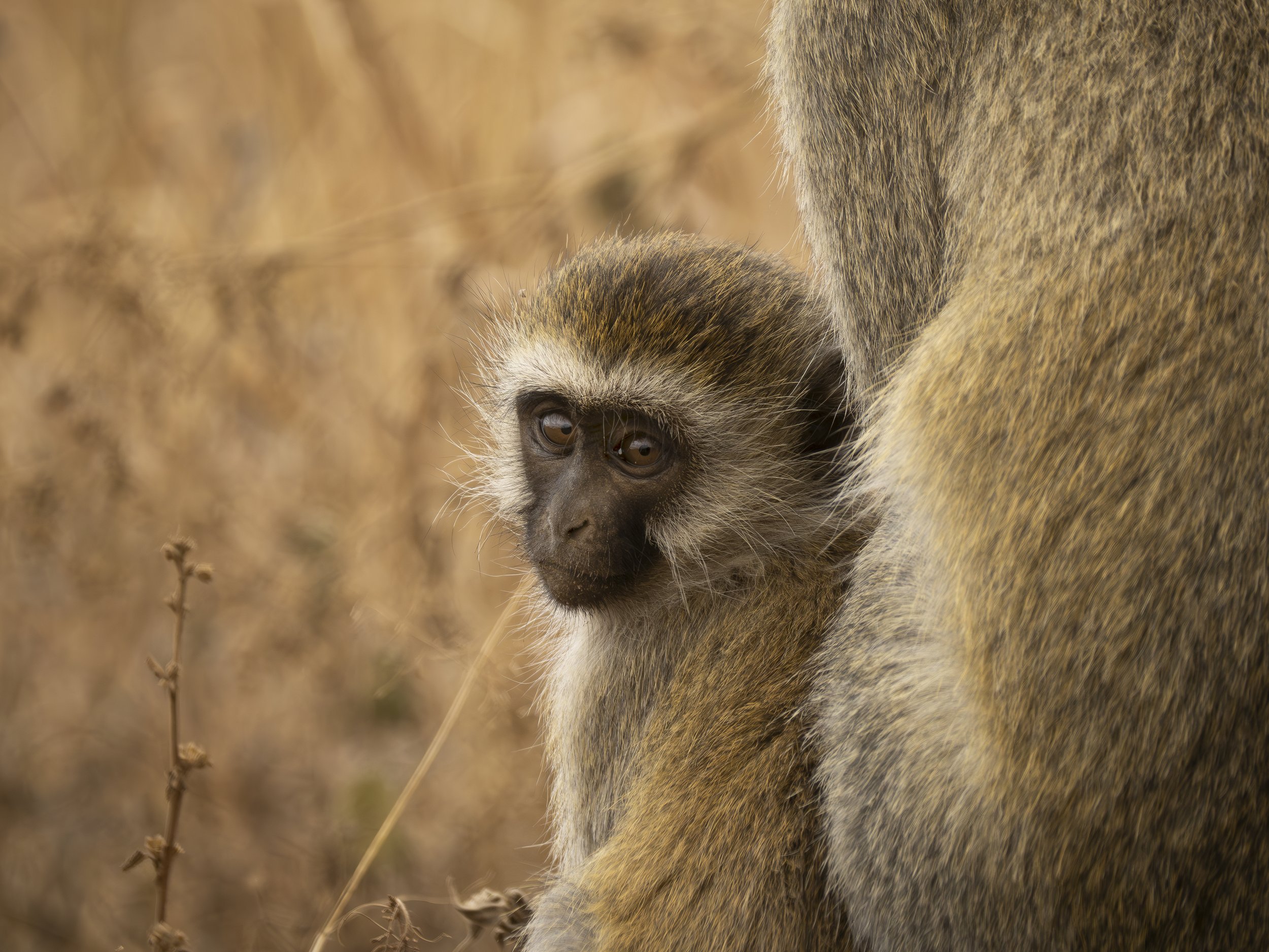 Adapting to variability in hominin and primate histories