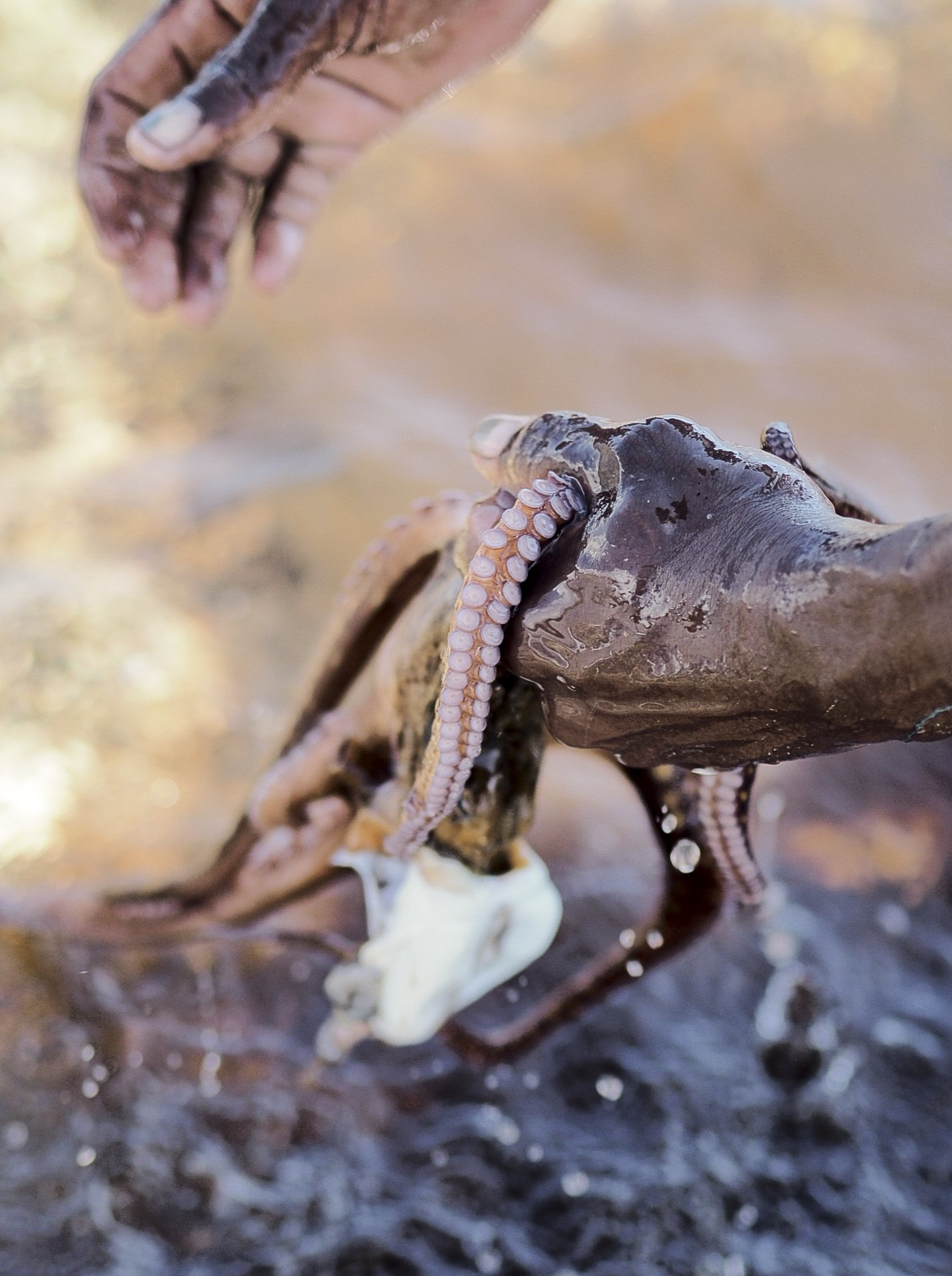How we became fishermen: An exploration of the evidence so far.