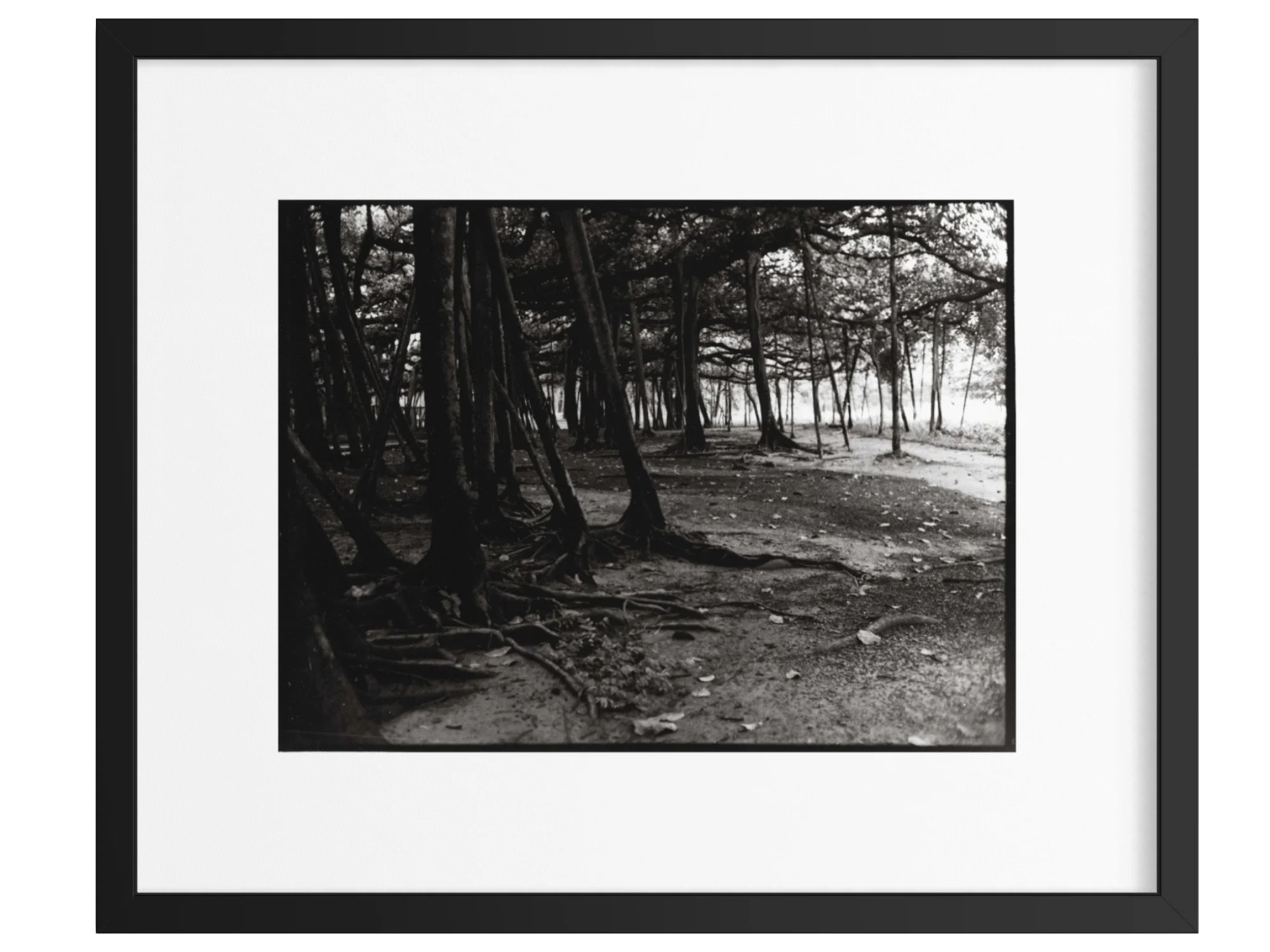 Rhizome et arbre | Dana Farzanehpour