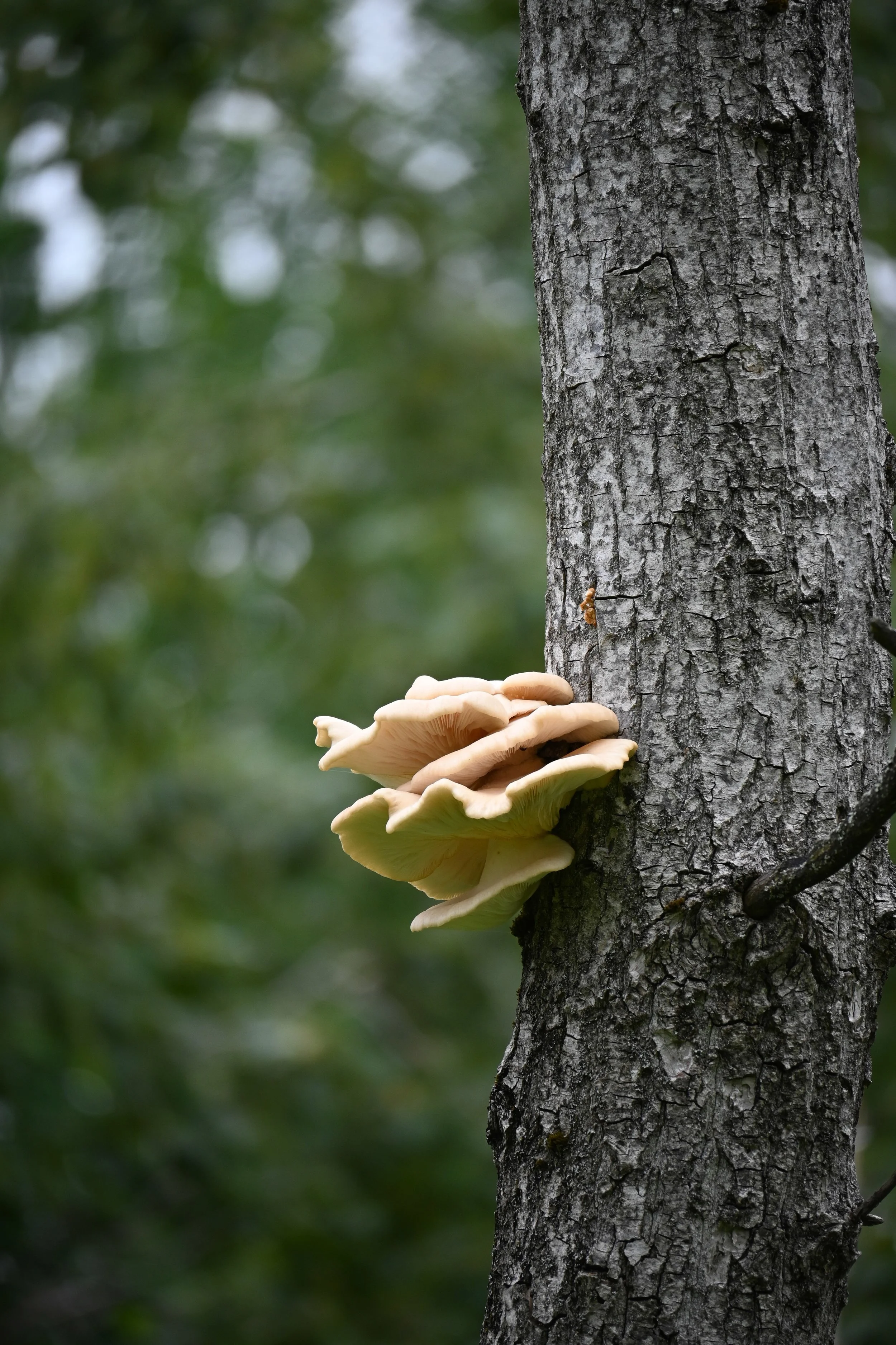 DSC_3416.jpg