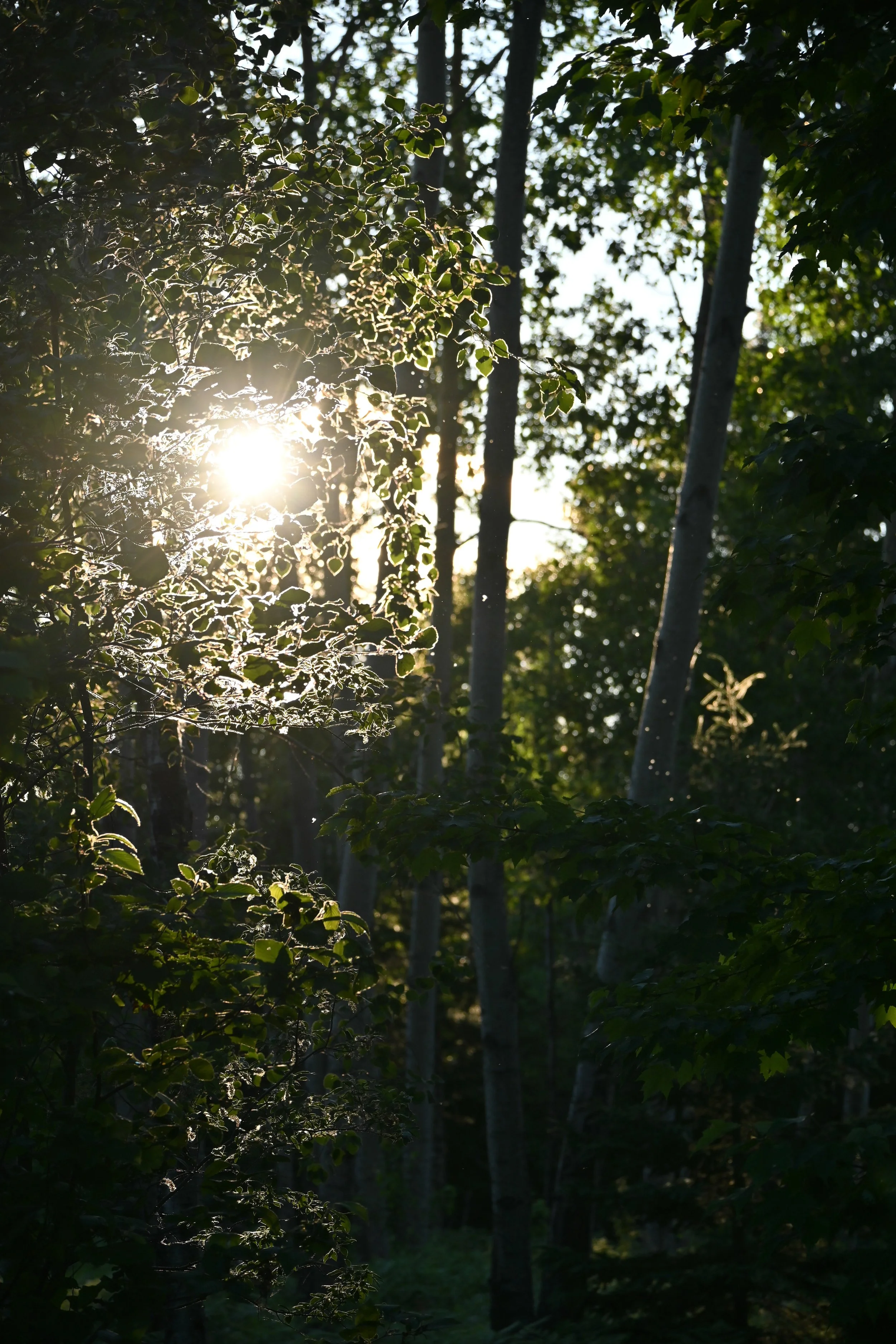 DSC_3426.jpg
