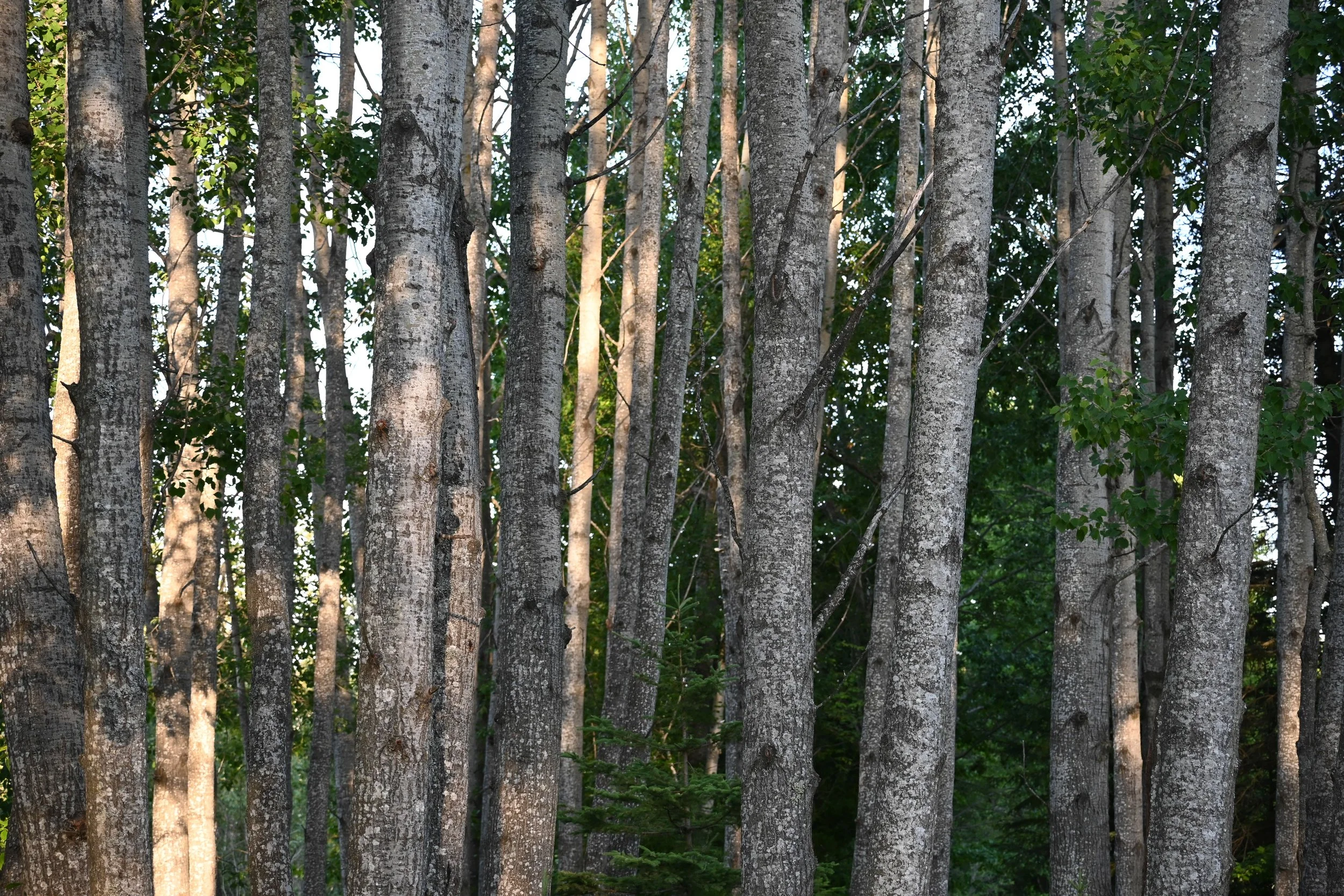 DSC_3682.jpg