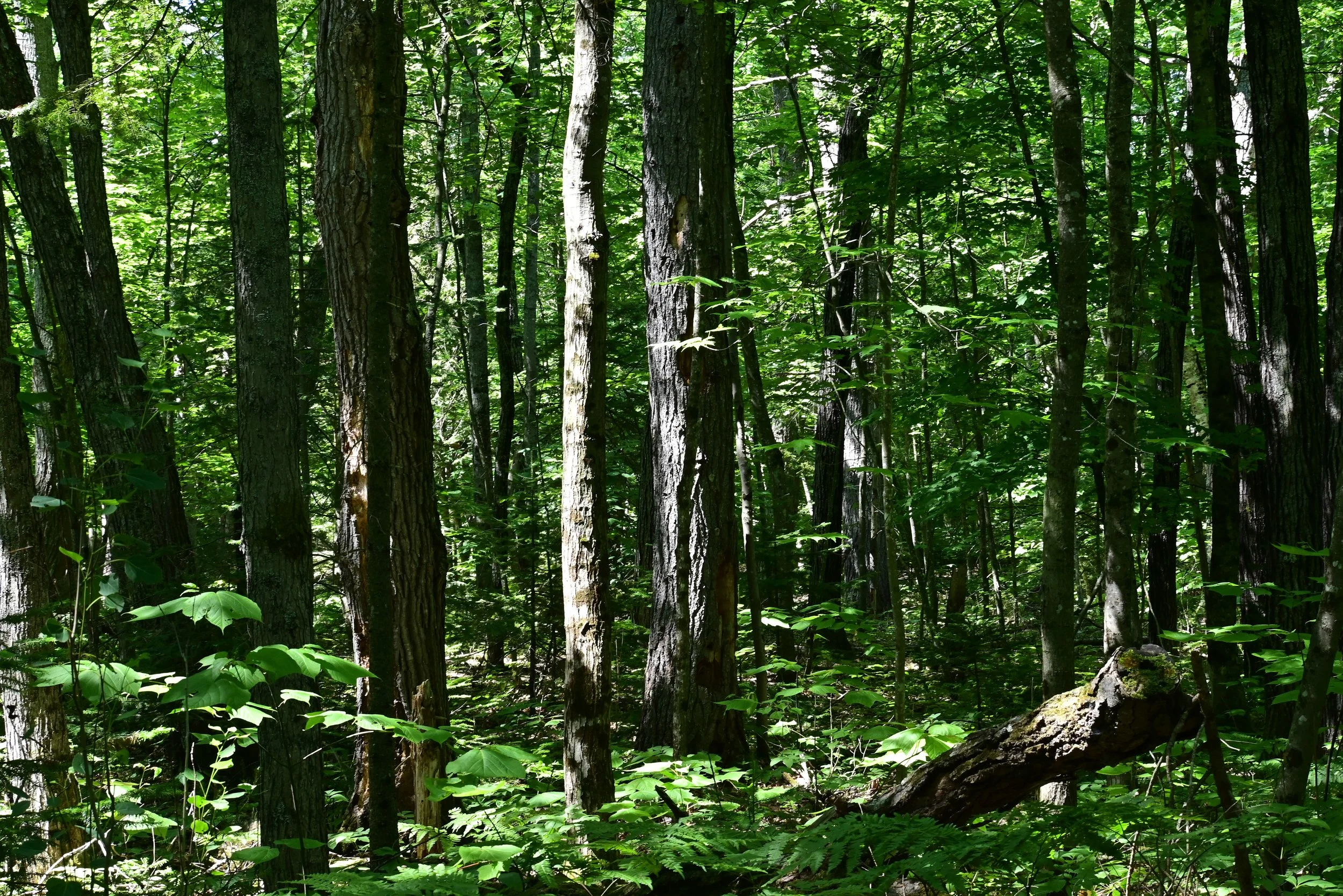 DSC_4091.jpg